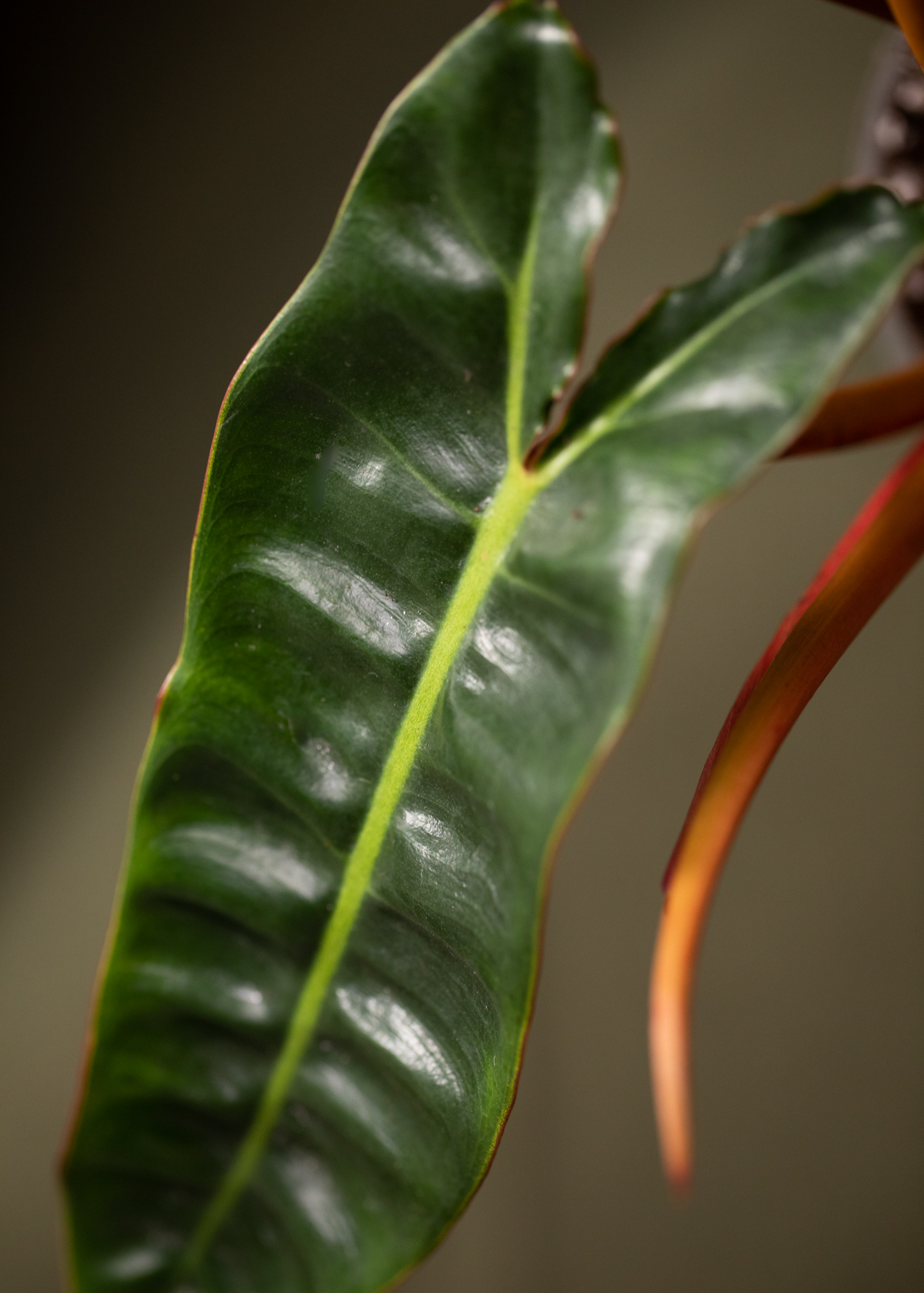 Philodendron Billietiae Philodendron Billietiae
