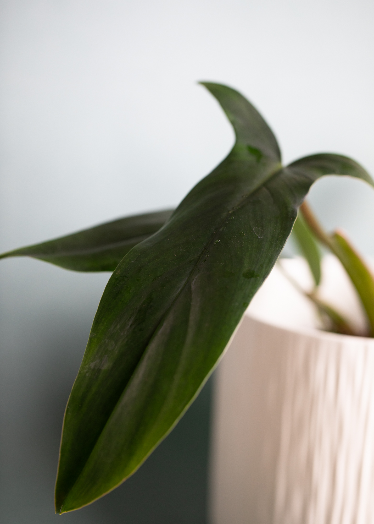 Philodendron 69686