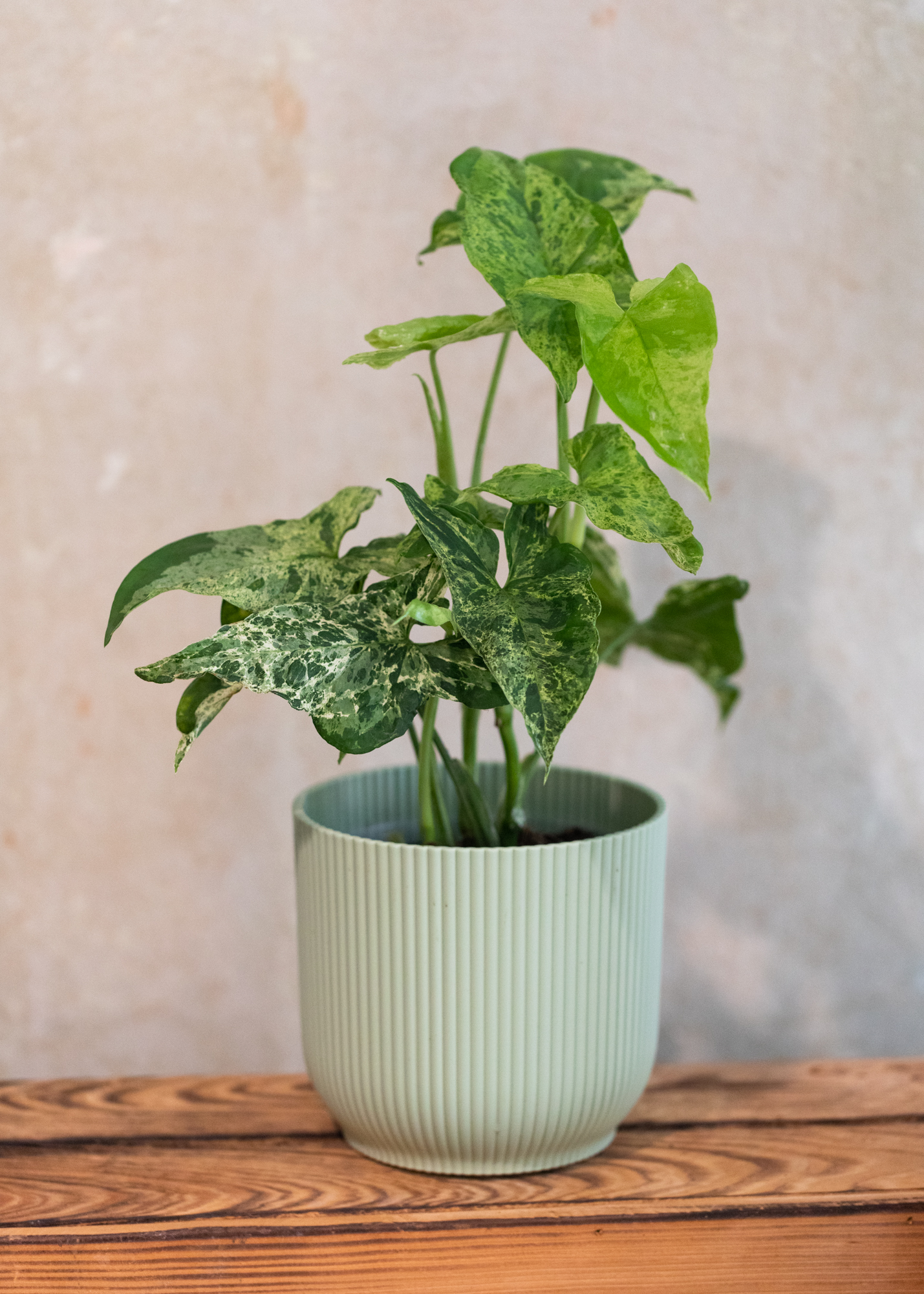 Syngonium Podophyllum Mottled 