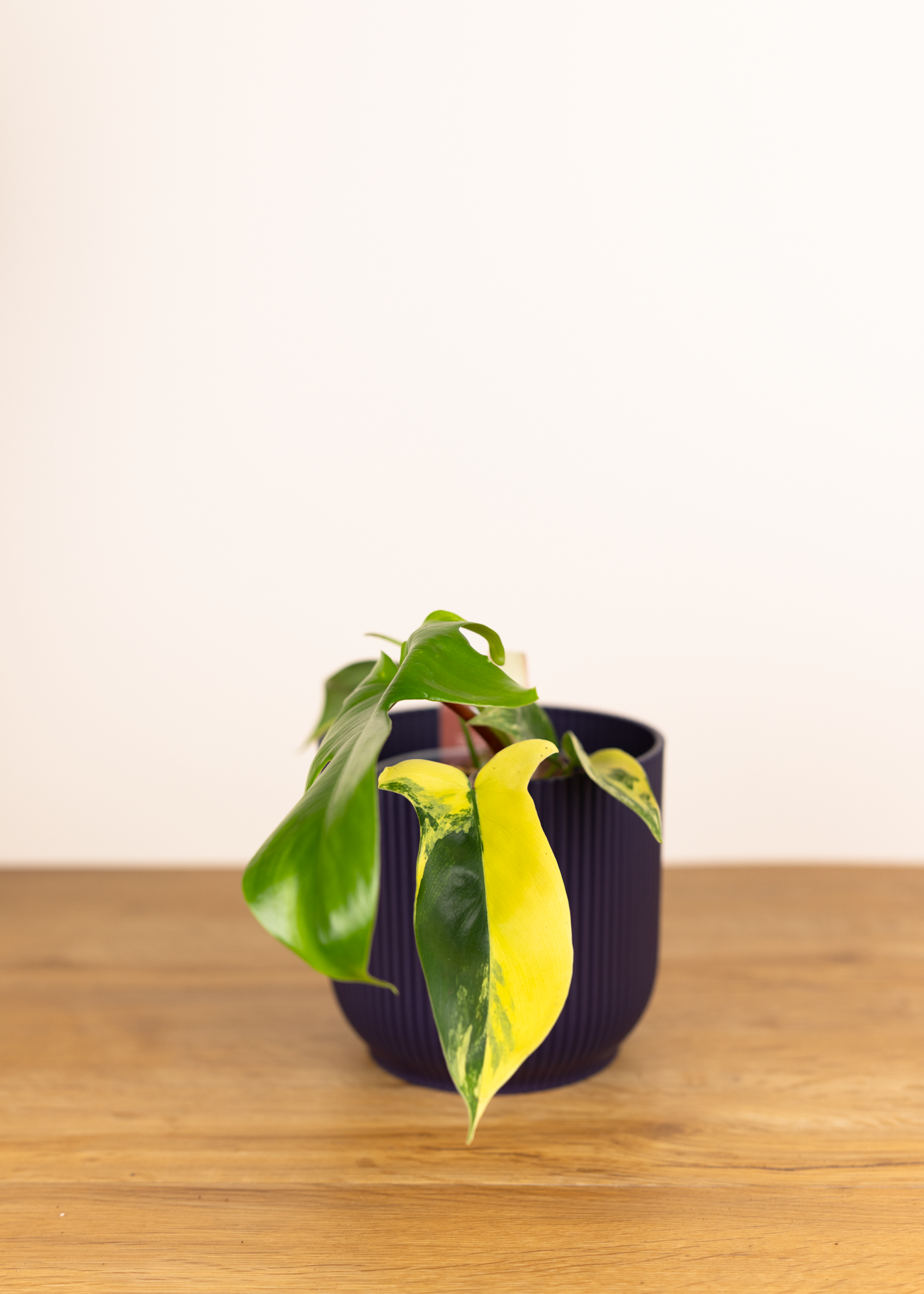 Philodendron Florida Beauty (medium variegation)
