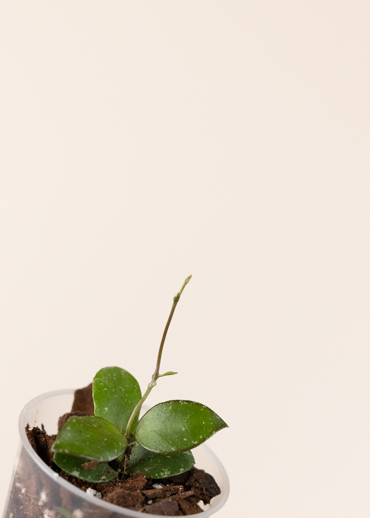 Hoya sp. mini coin kalimantan