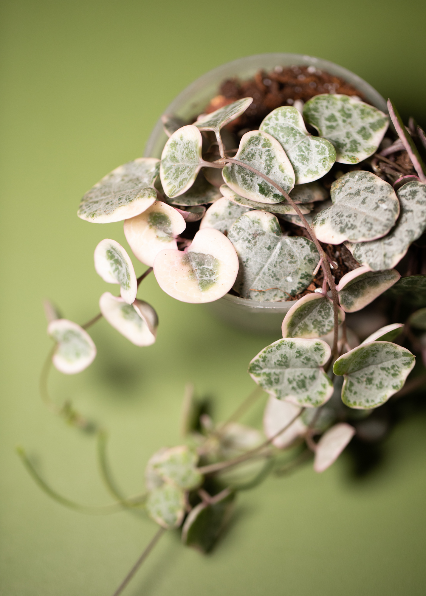 Ceropegia Woodii 'String of Hearts' Variegata Ceropegia Woodii 'String of Hearts' Variegata