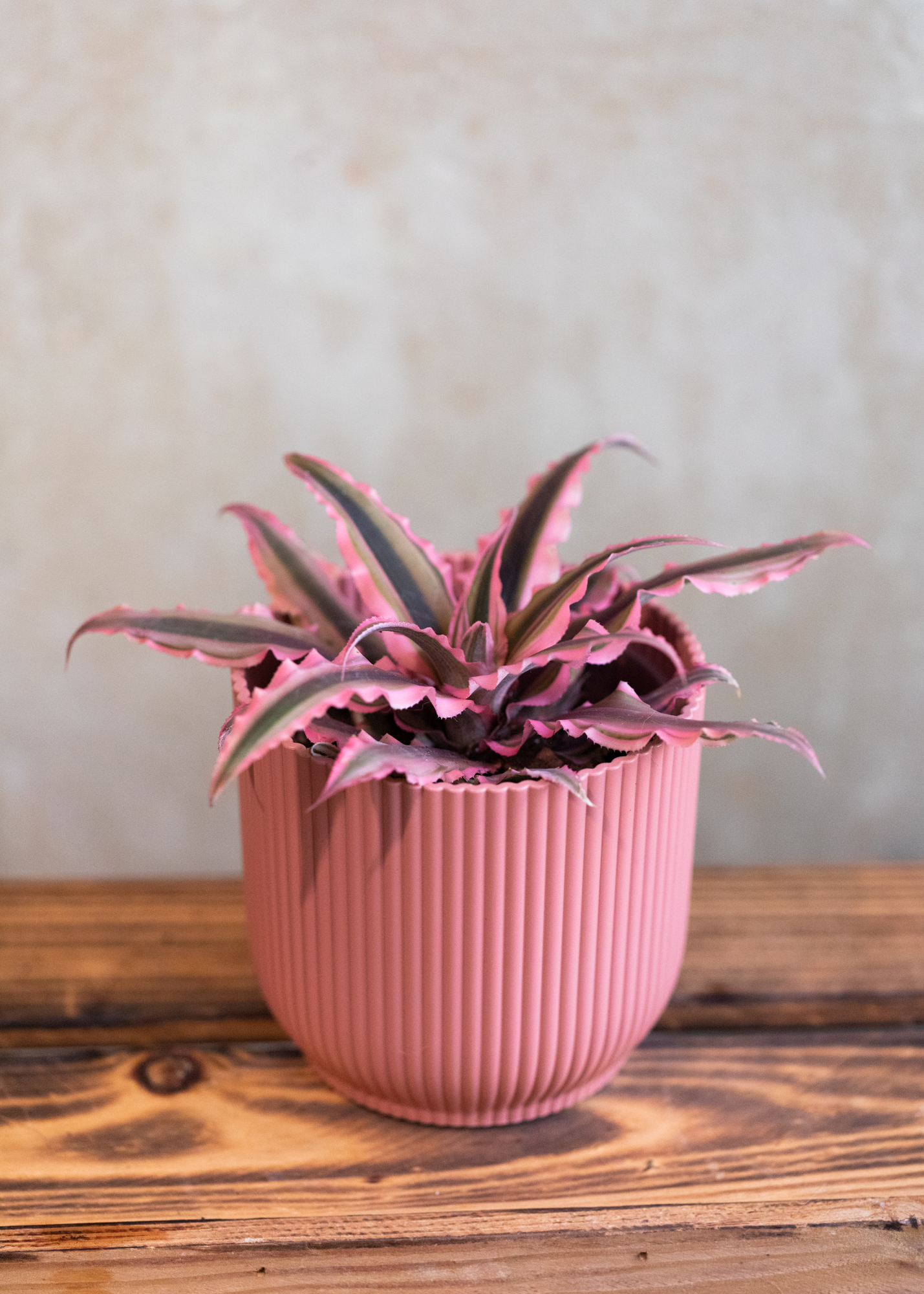 Cryptanthus bivittatus cv. pink star