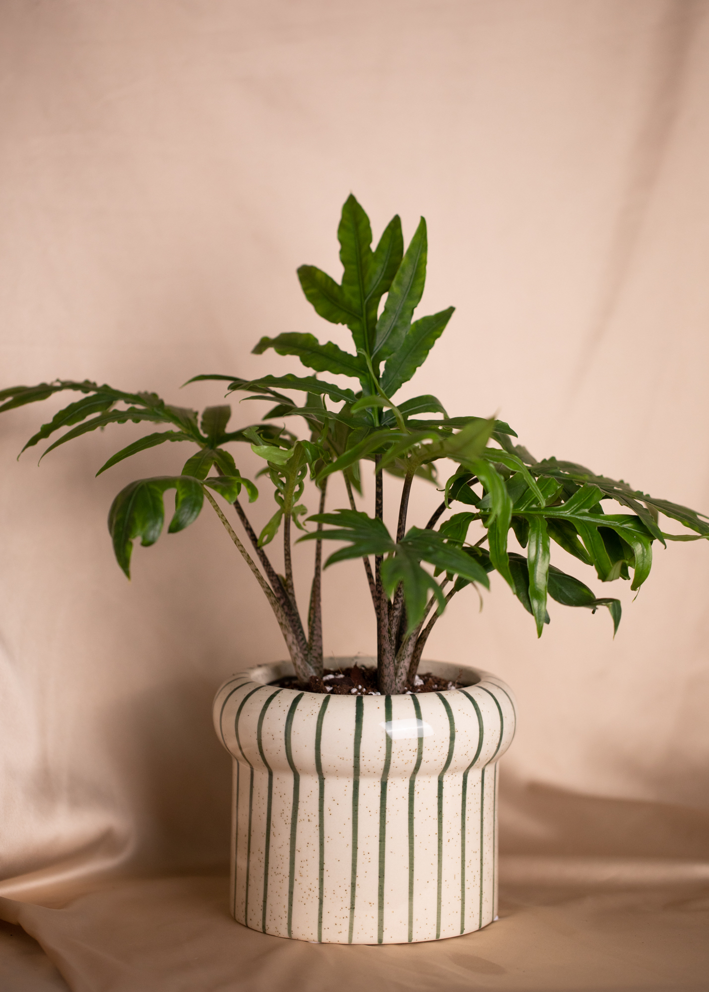 Alocasia Brancifolia