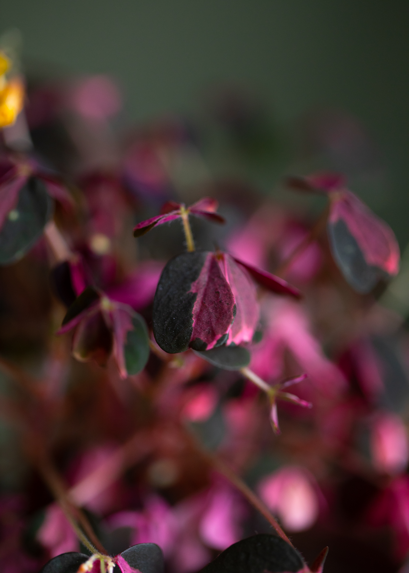 Oxalis Vulcanicola Plum Crazy