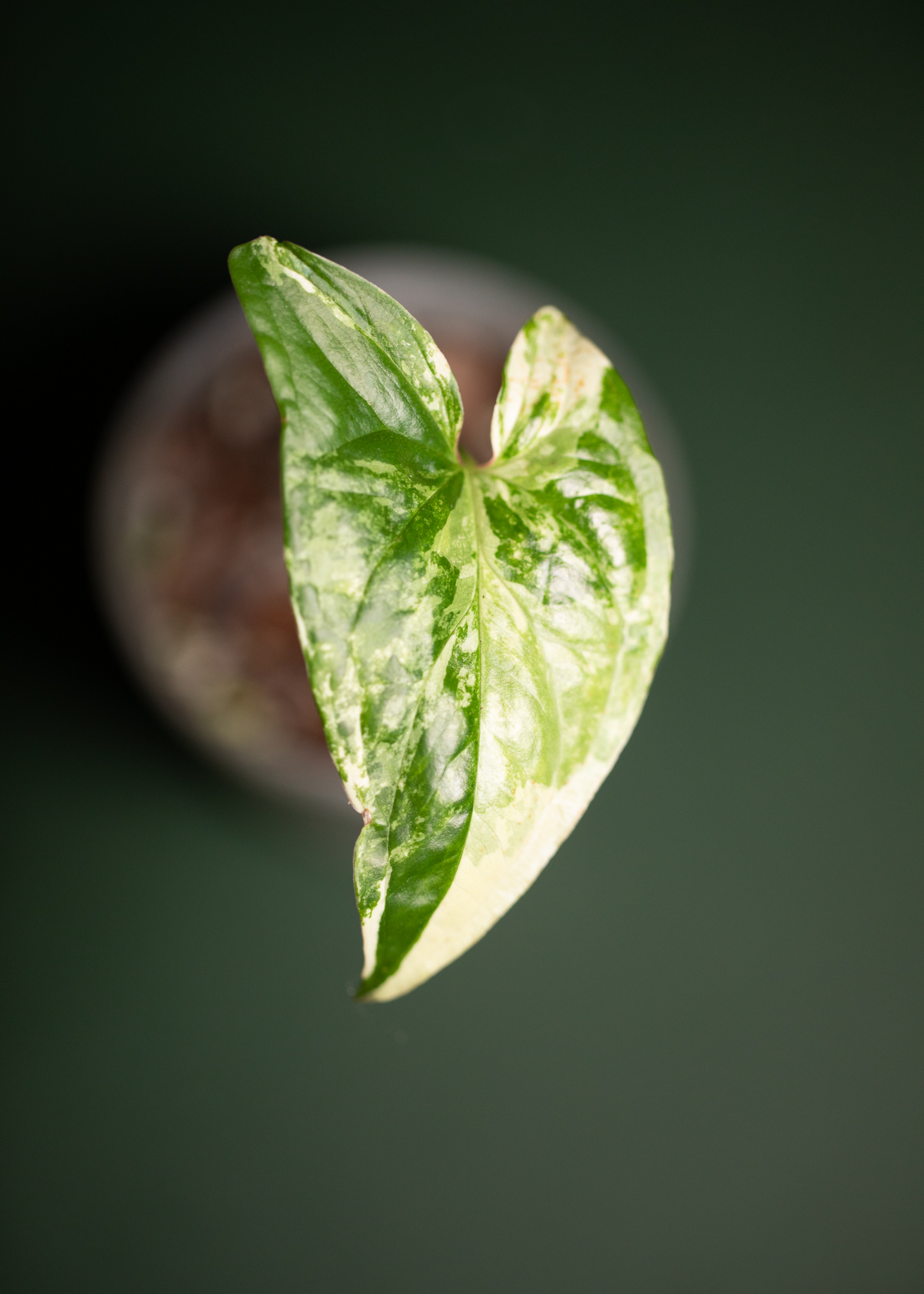 Syngonium Podophyllum Albo Variegatum Syngonium Podophyllum Albo Variegatum
