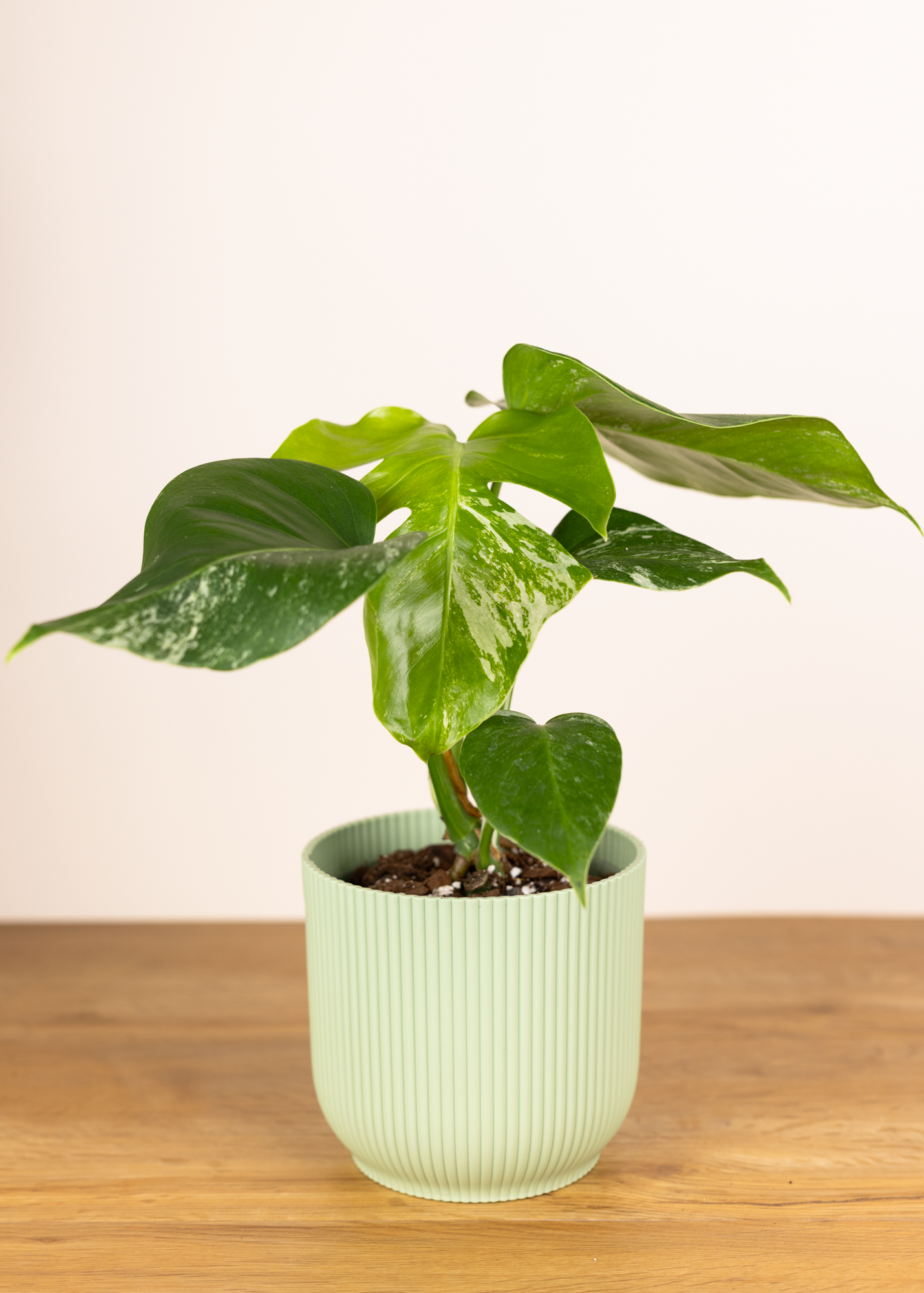 Monstera Deliciosa Albo Variegata M (less variegation)