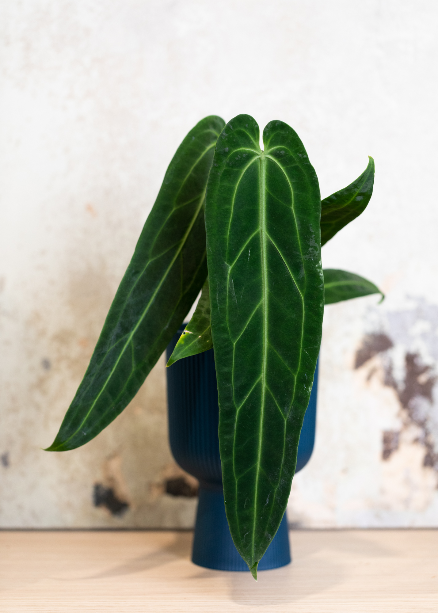 Anthurium Warocqueanum M
