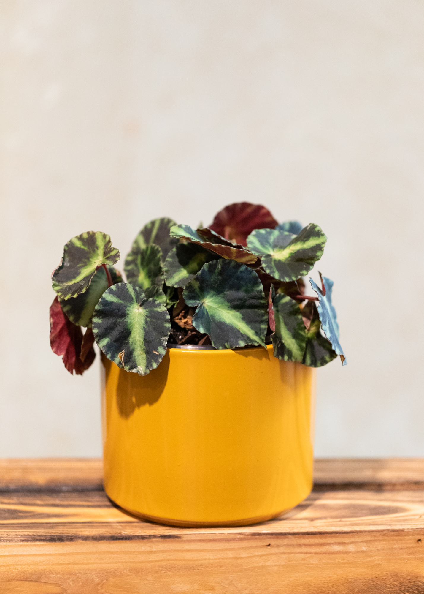 Begonia Cleopatrae