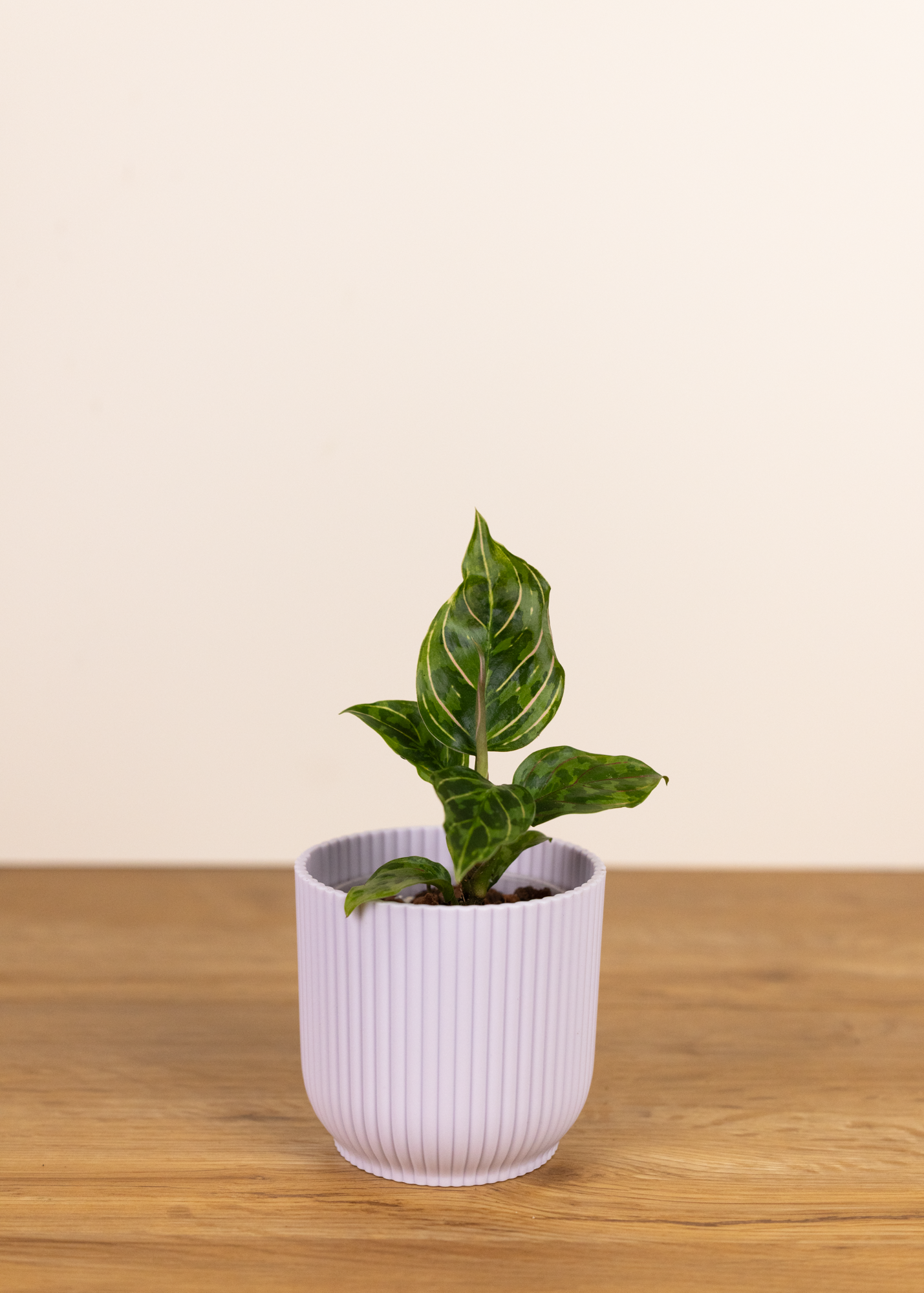 Aglaonema red army