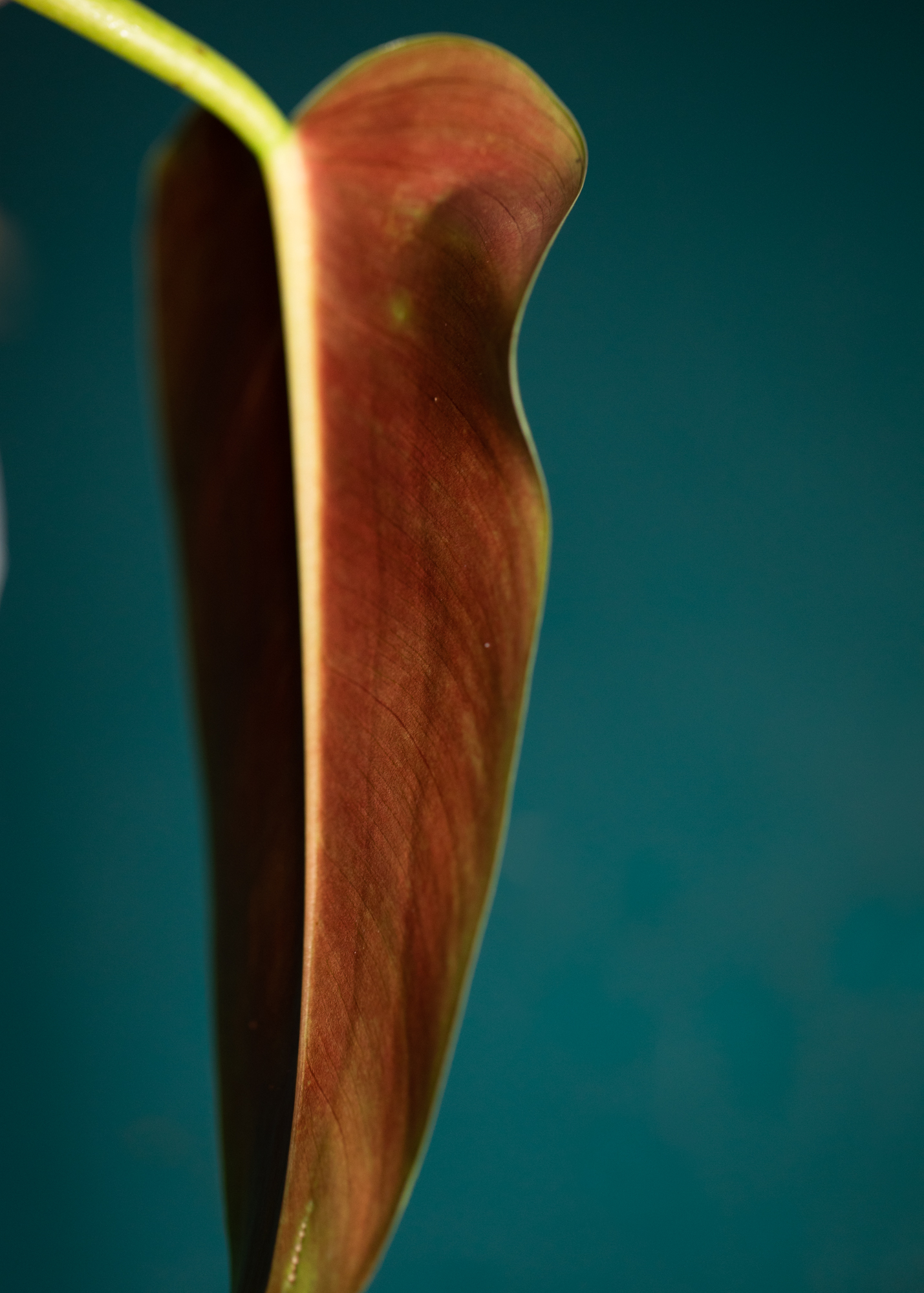 Philodendron Tuxtlanum Philodendron Tuxtlanum