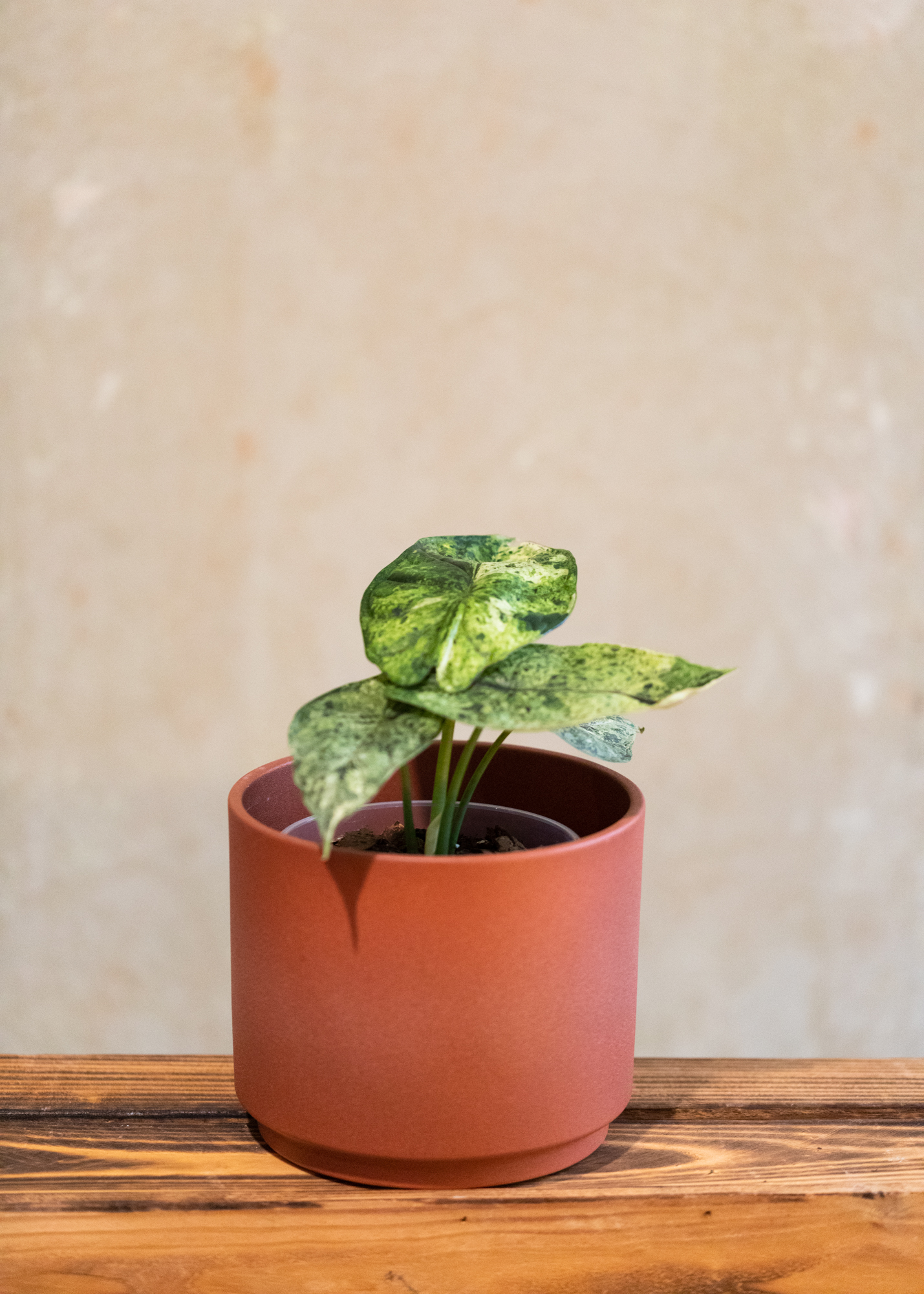 Alocasia dragon scale mint variegata 
