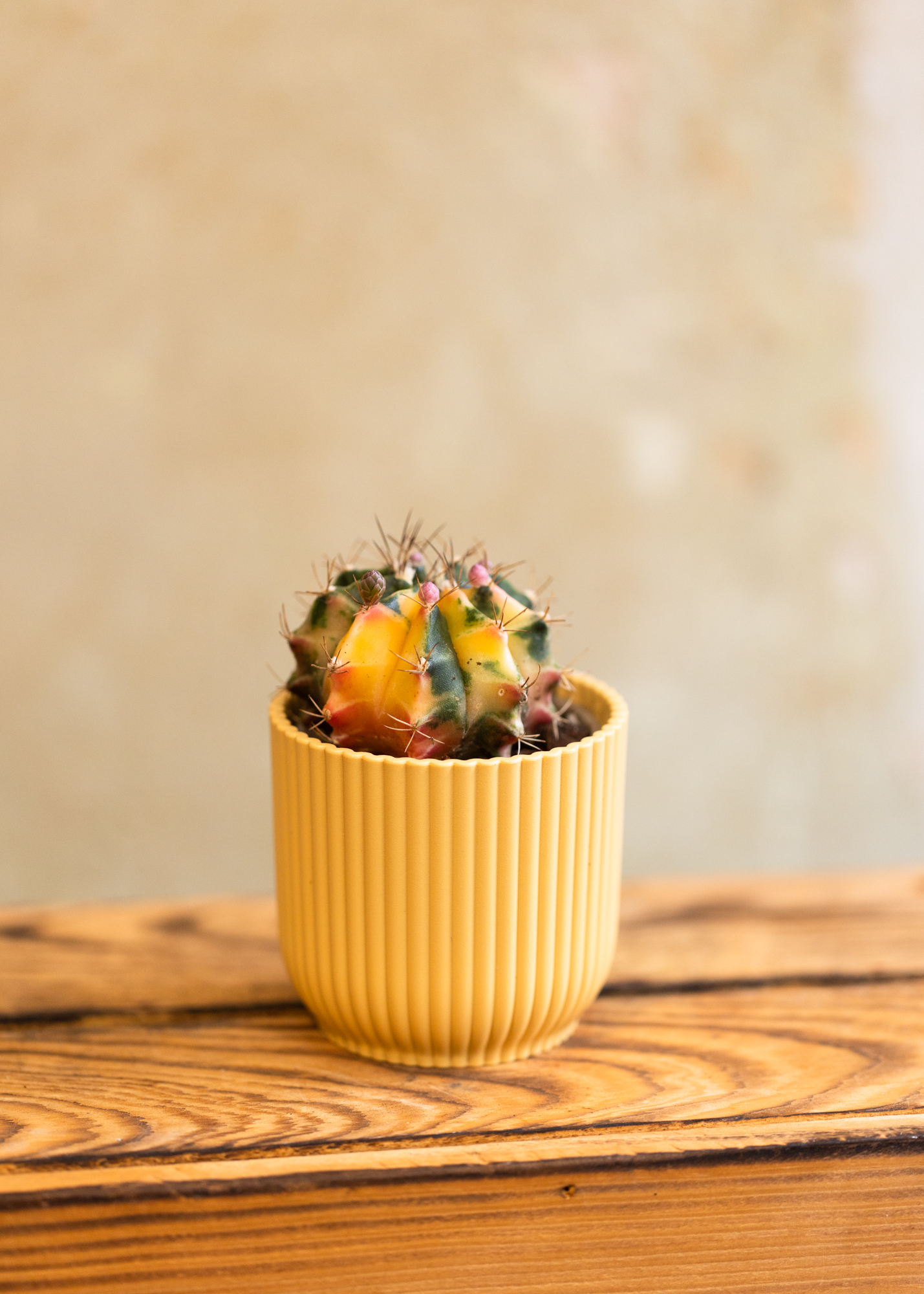 Gymnocalycium Mihanovichii Variegata 6