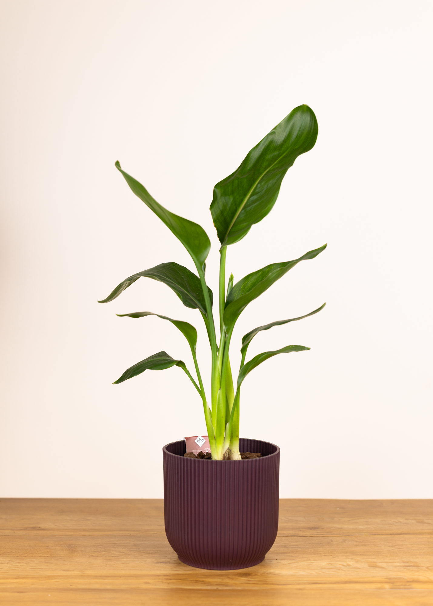 Strelitzia reginae