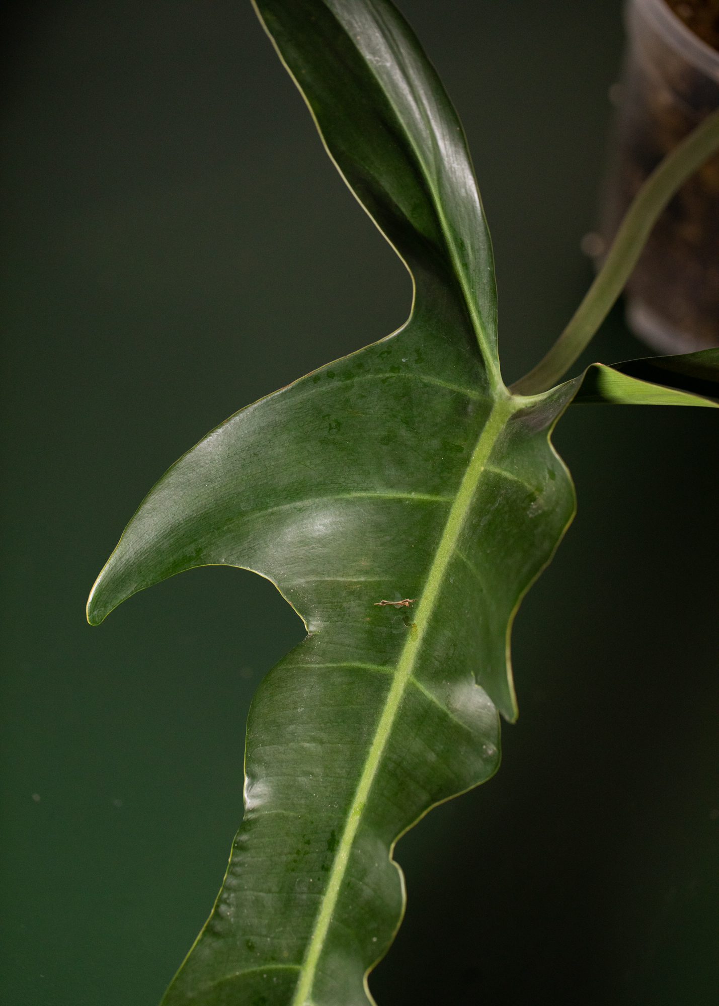 Philodendron Jerry Horne Philodendron Jerry Horne