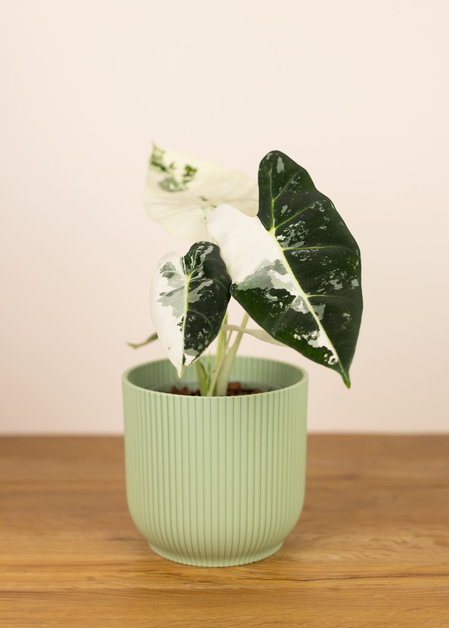 Alocasia frydek variegata