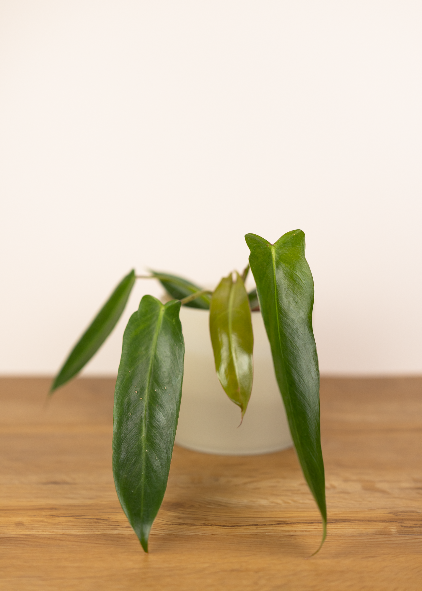 Philodendron spiritus sancti