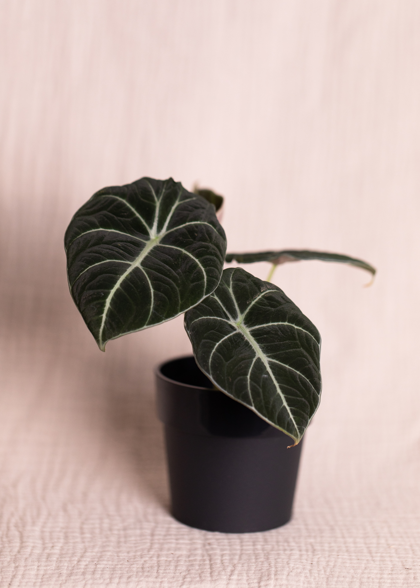 Alocasia Reginula 'Black Velvet'