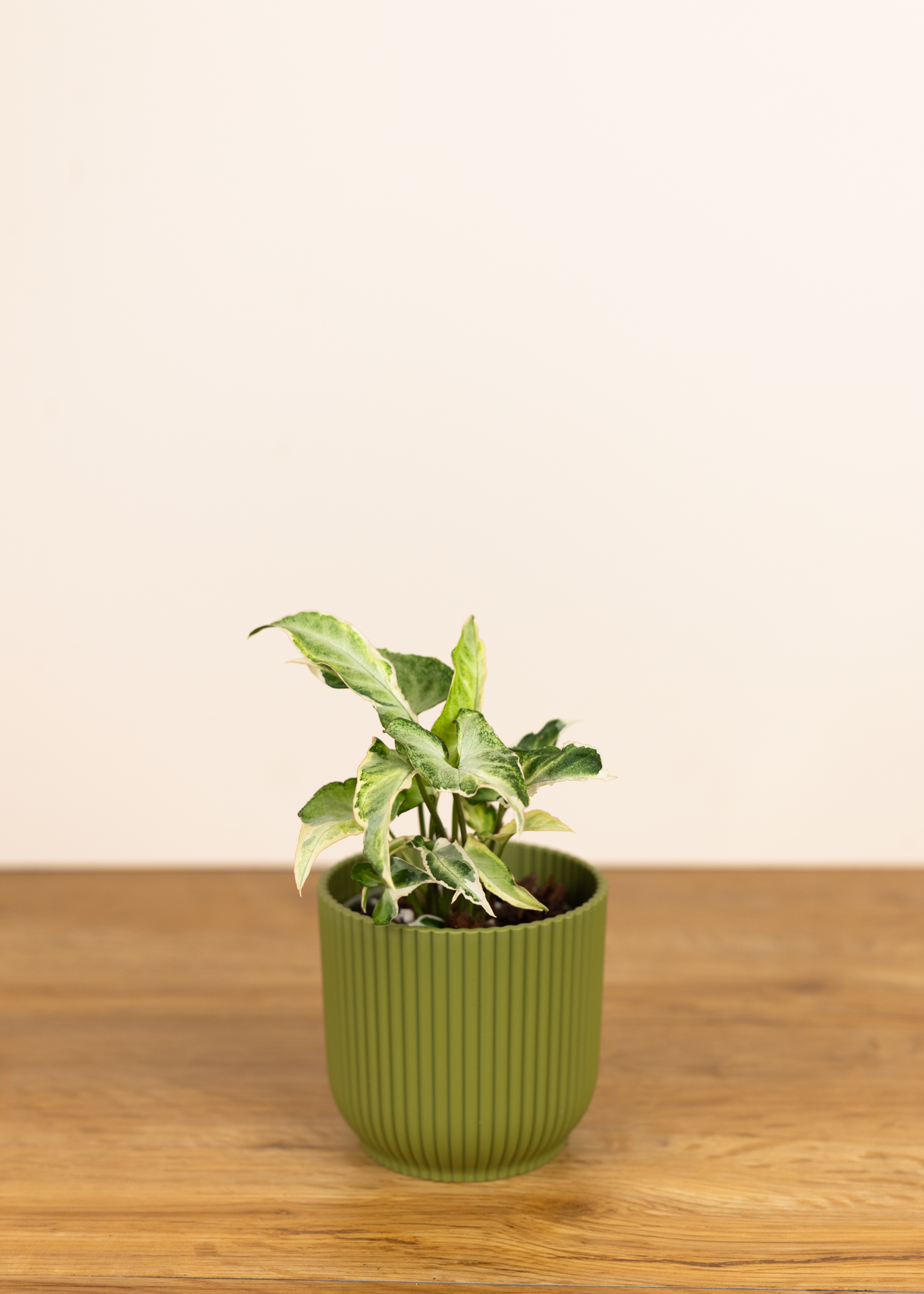 Syngonium starlite