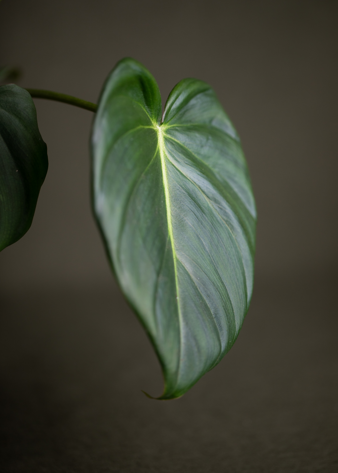 Philodendron Dean McDowell