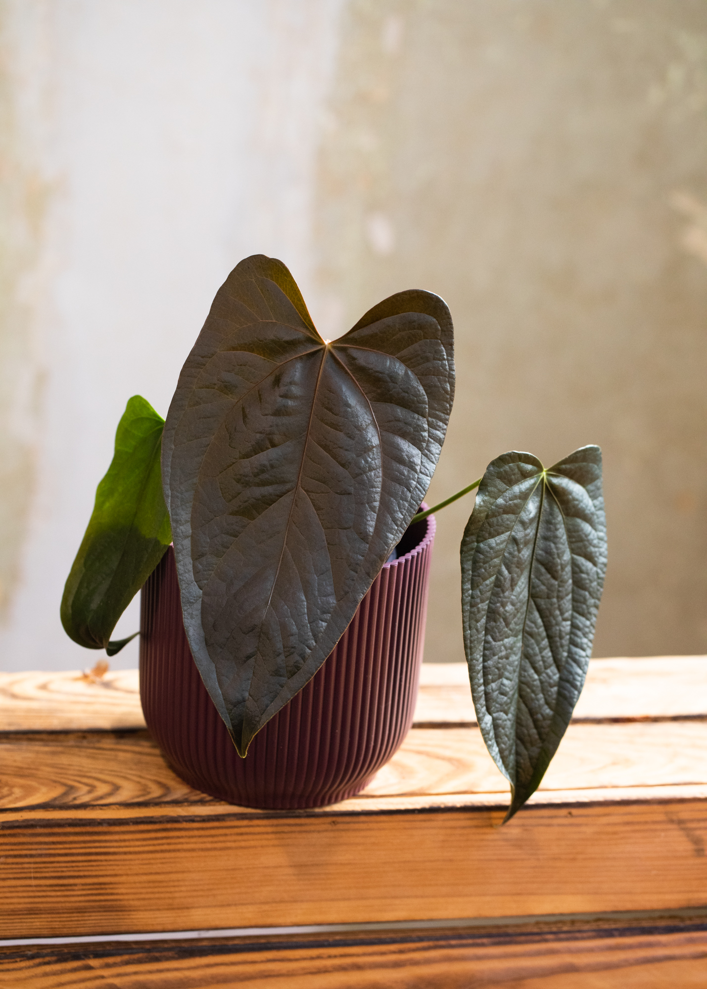 Anthurium Queen of Hearts