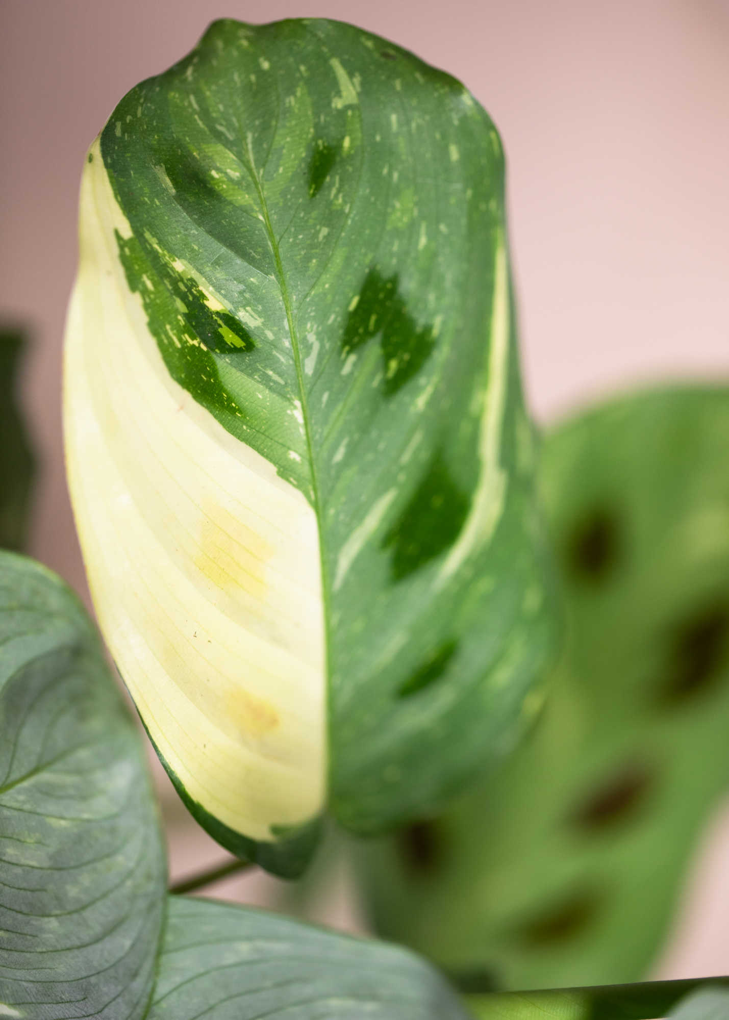 Maranta Kerchoveana Variegata