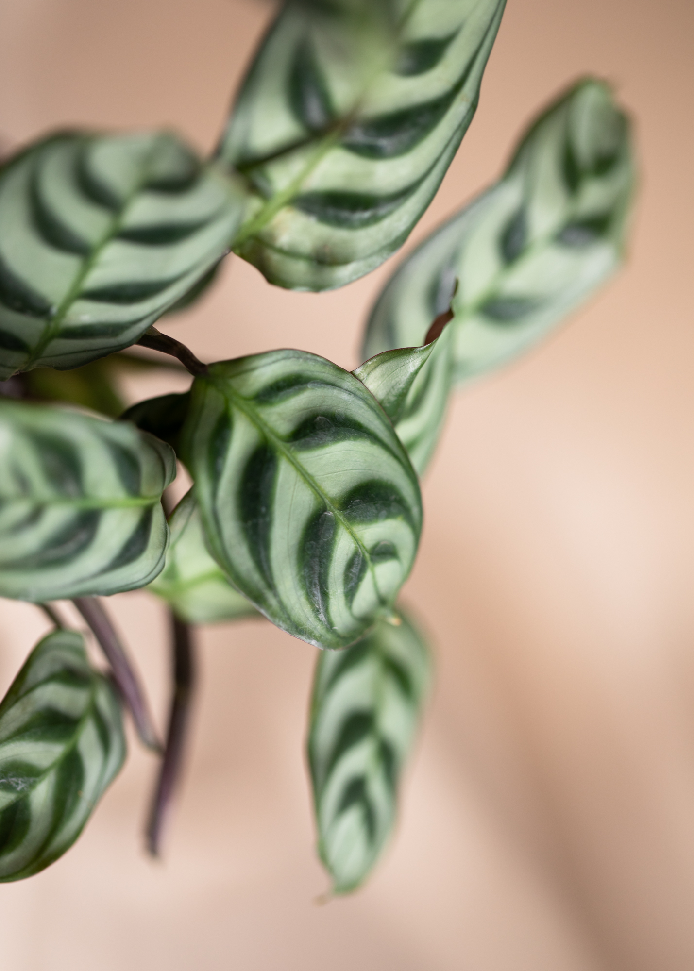 Ctenanthe Burle Marxii Amabilis