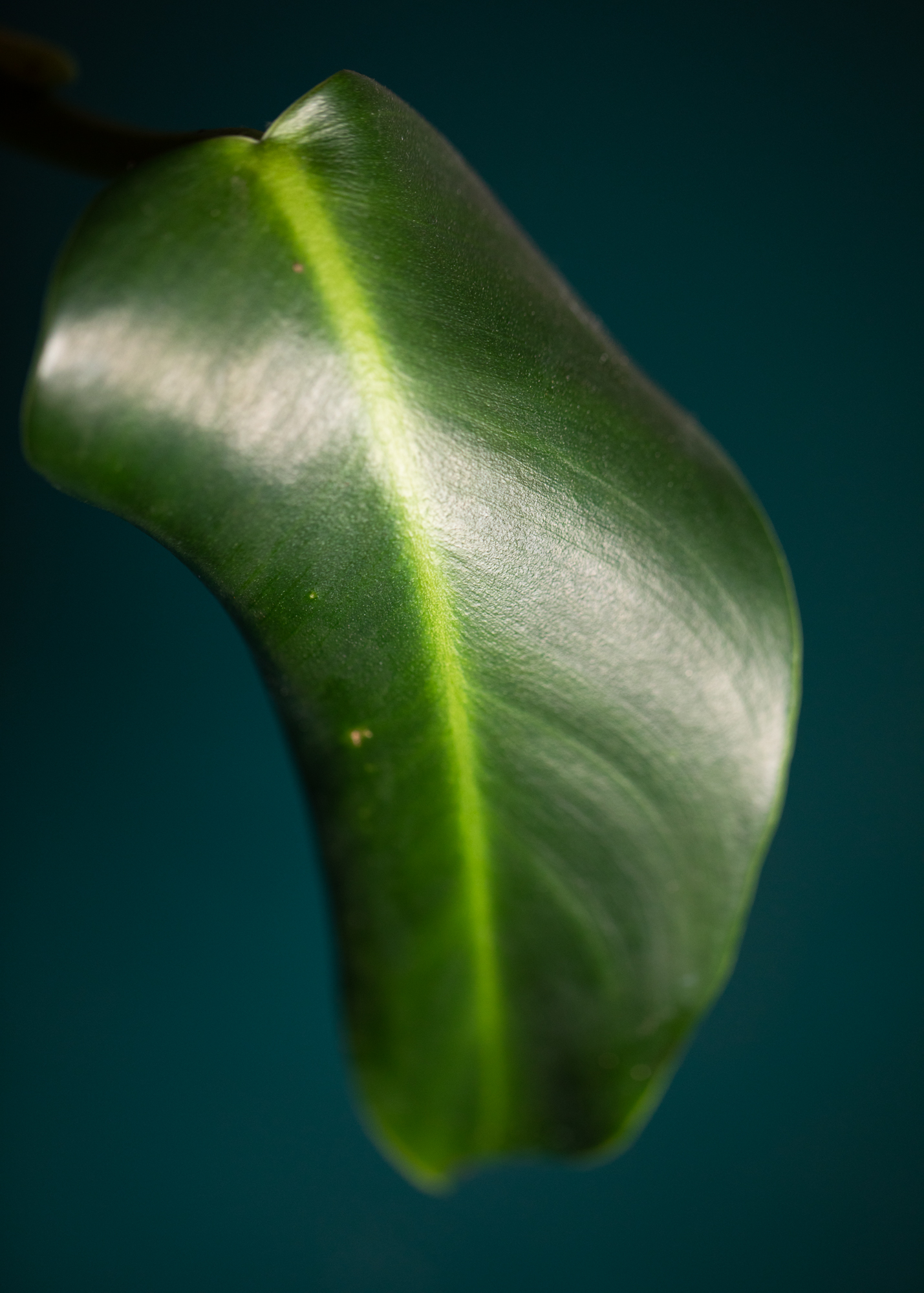 Philodendron Tuxtlanum Philodendron Tuxtlanum