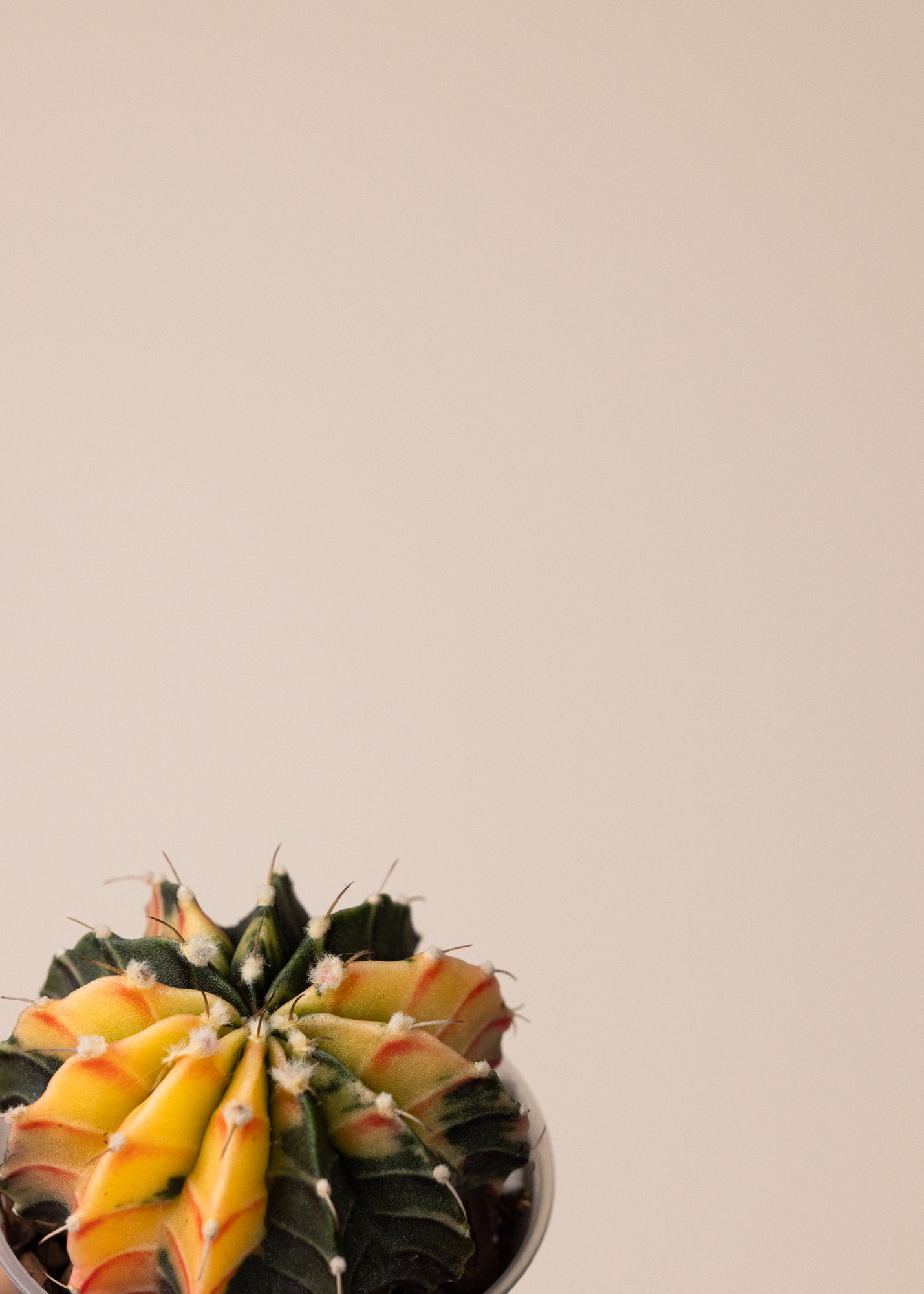 Gymnocalycium Mihanovichii Variegata 7