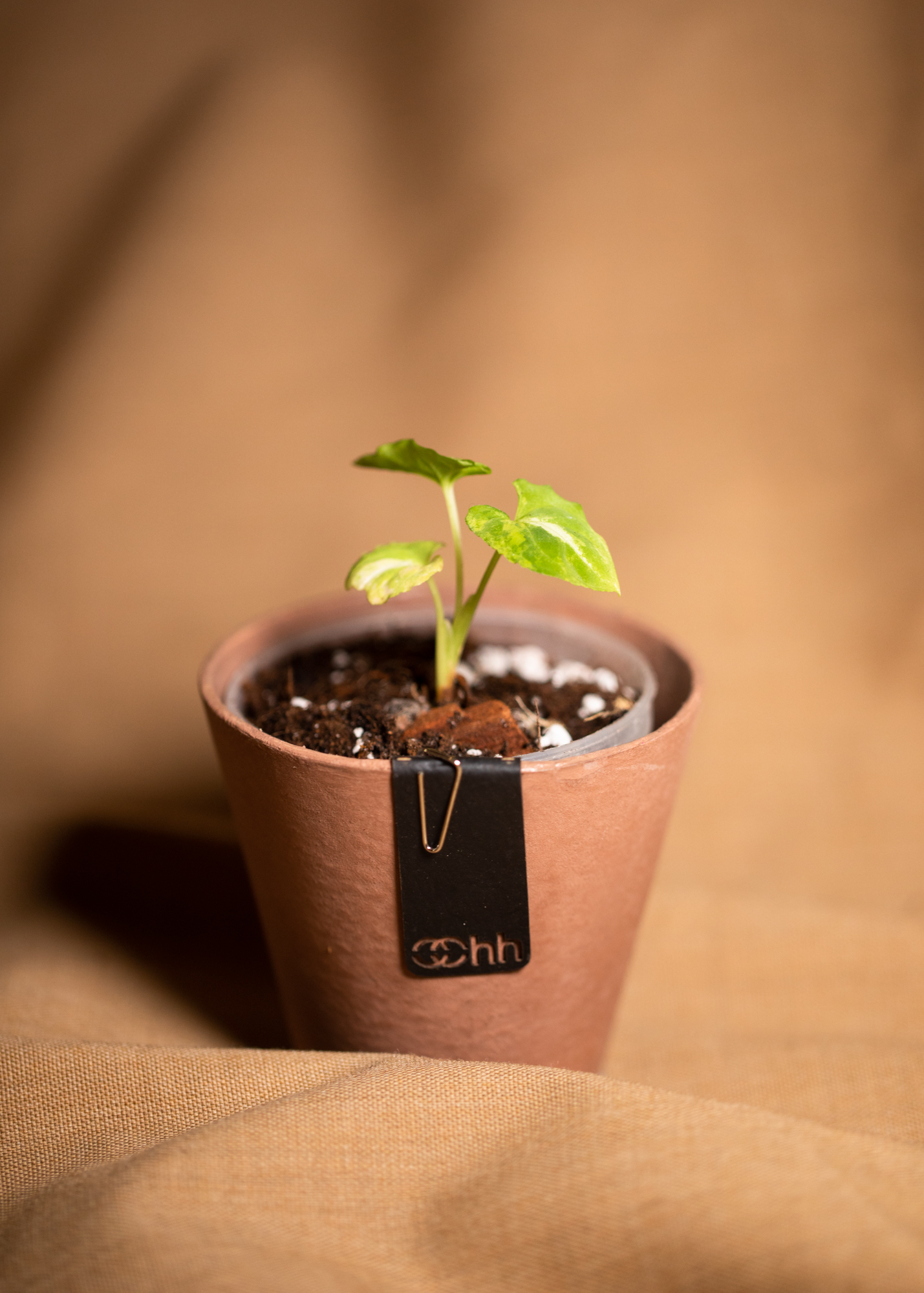 Tokyo pot, rustic Tokyo pot, rustic