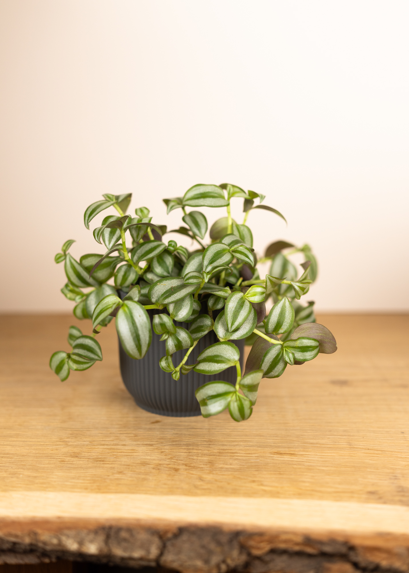 Tradescantia zebrina silver