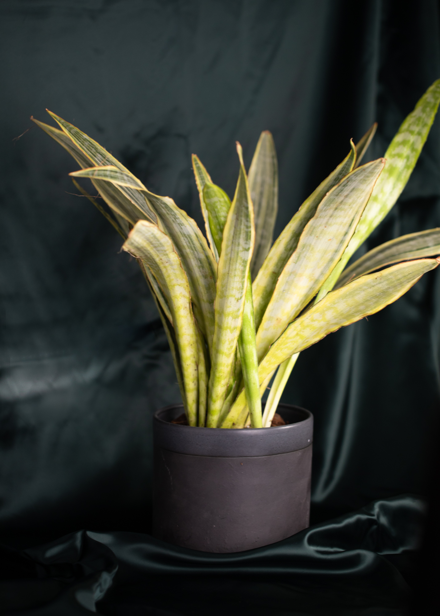 Sansevieria (Draceana) trifasciata aubrytiana Sansevieria (Draceana) trifasciata aubrytiana