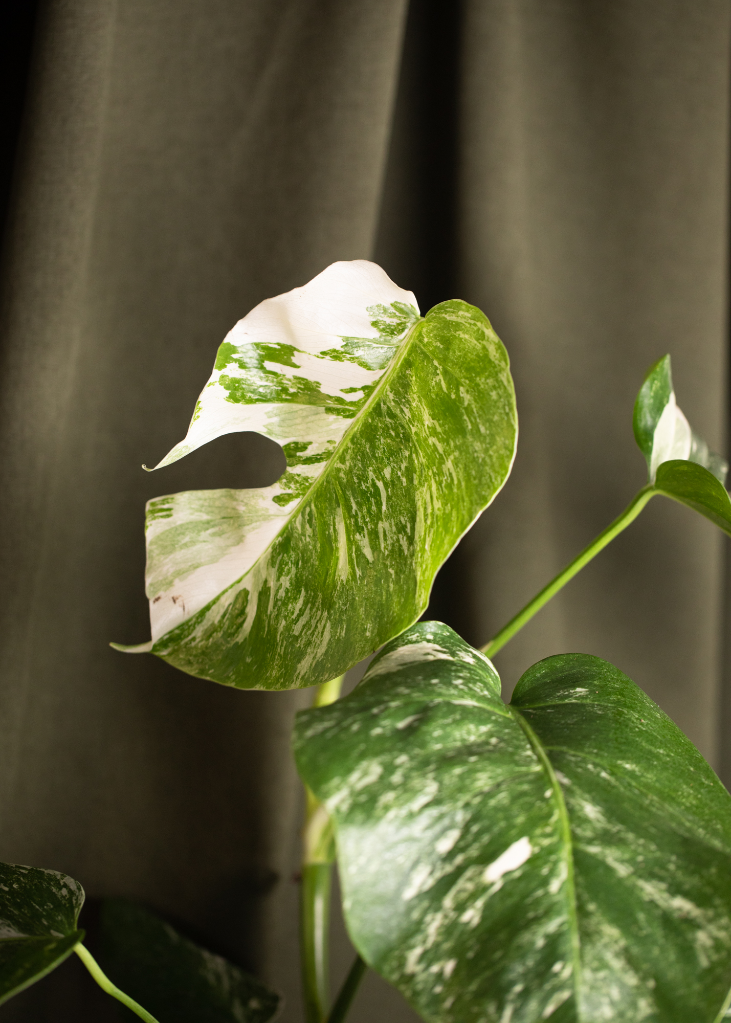 Monstera Deliciosa Albo Variegata (small form variegated) 1 Monstera Deliciosa Albo Variegata (small form variegated) 1