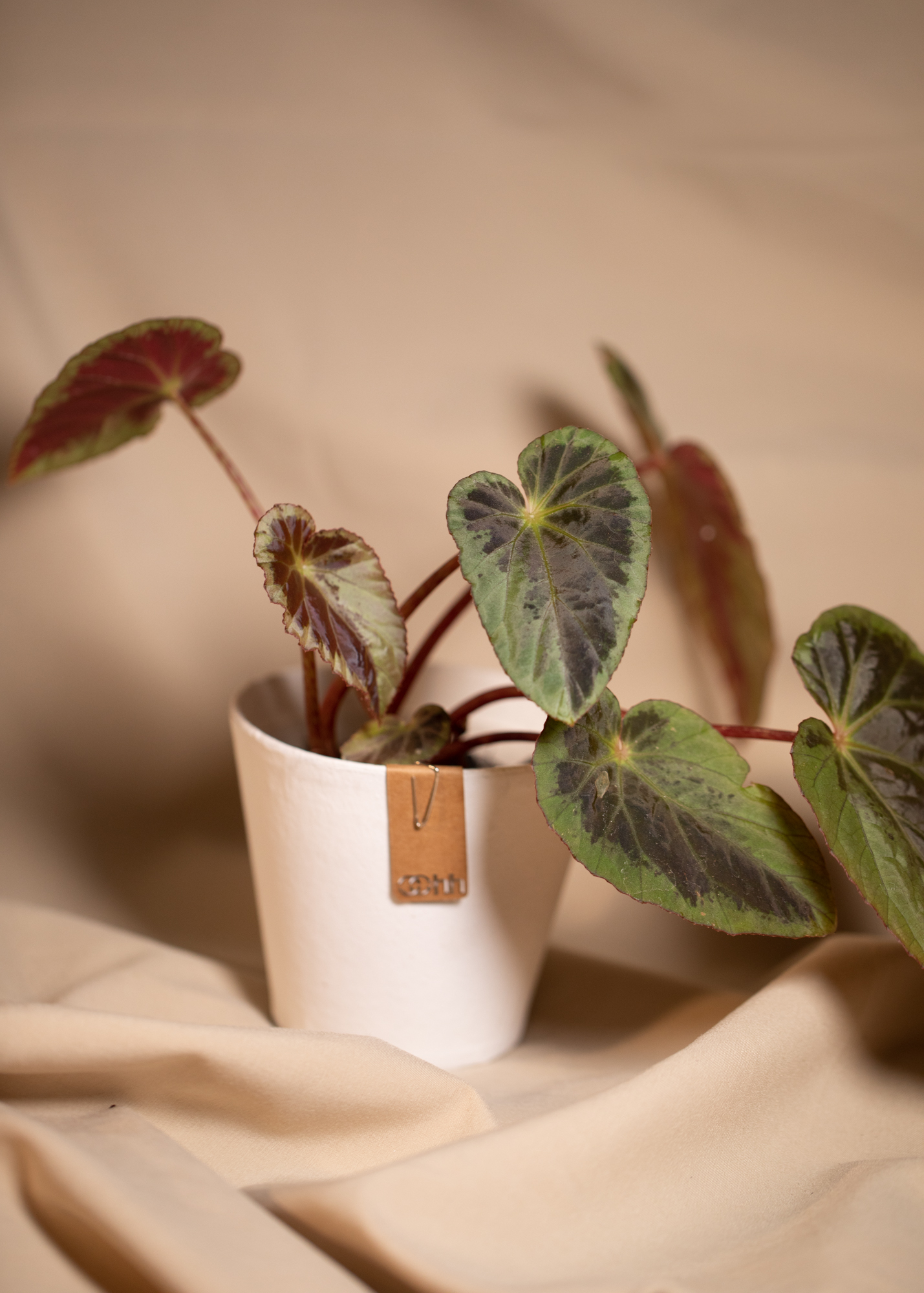 Begonia Burkillii Silver Edge Begonia Burkillii Silver Edge