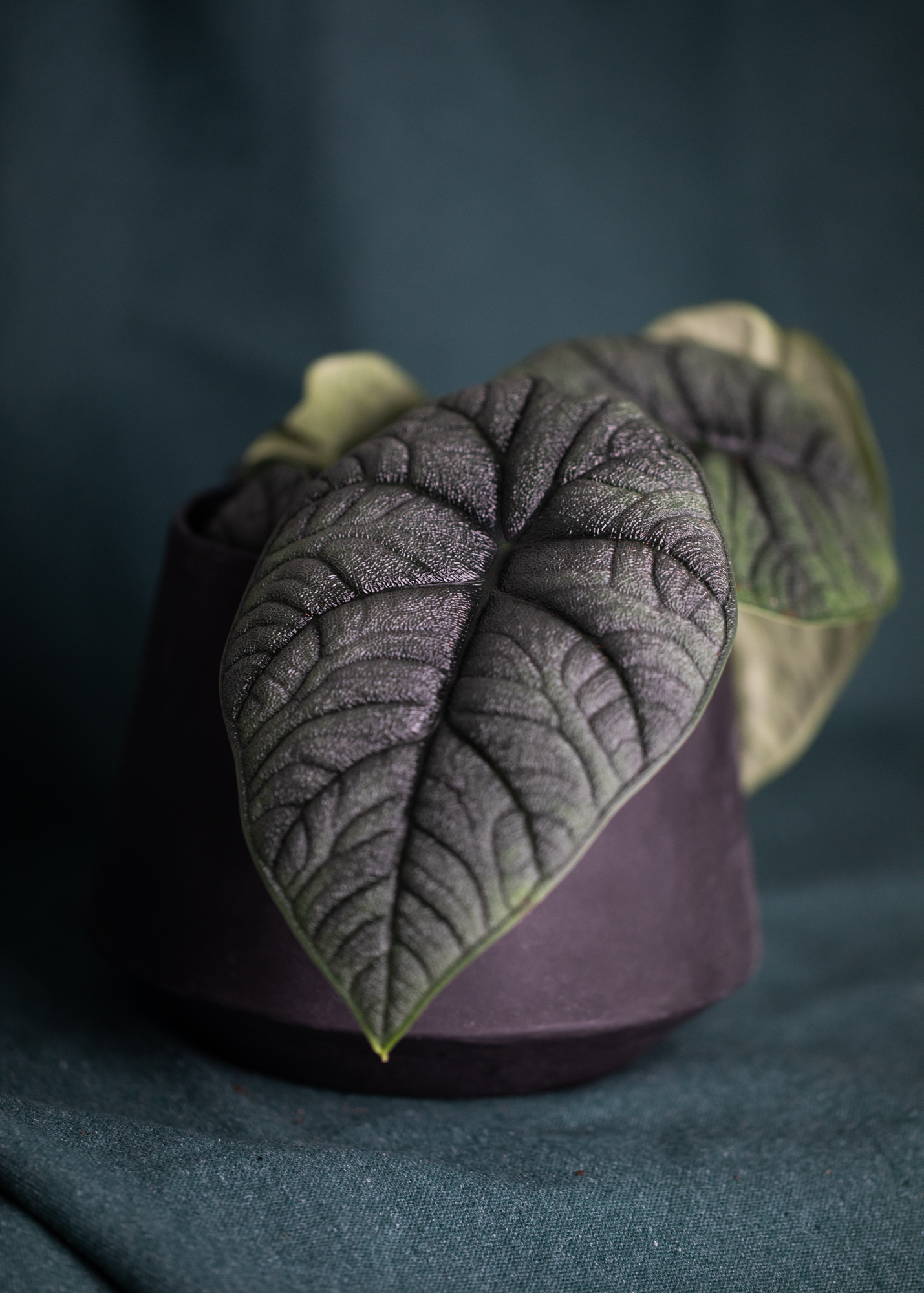 Alocasia Melo