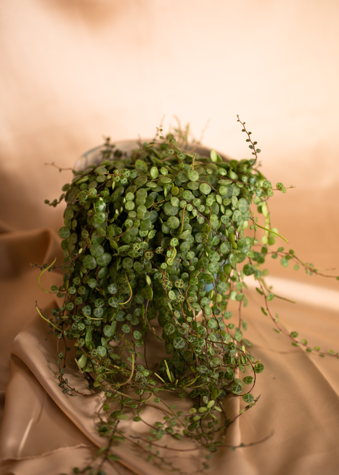 Peperomia Prostrata Peperomia Prostrata