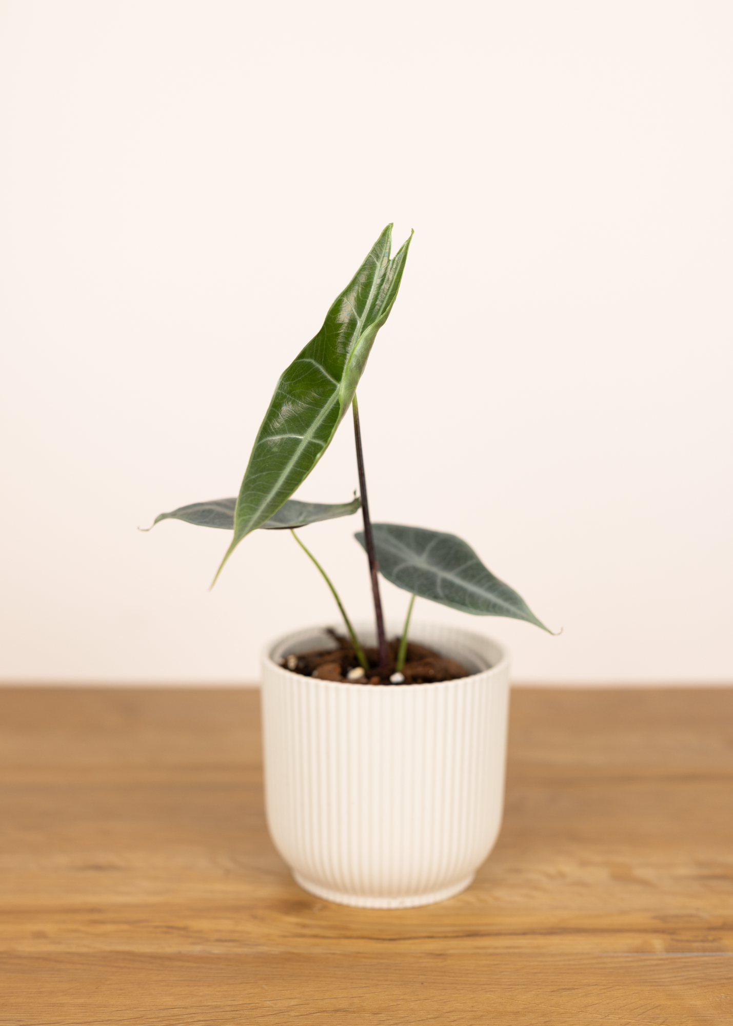 Alocasia longiloba silver