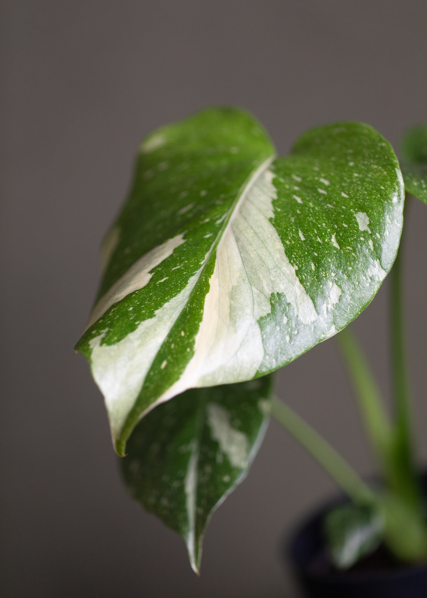 Monstera Deliciosa Thai Constellation 2