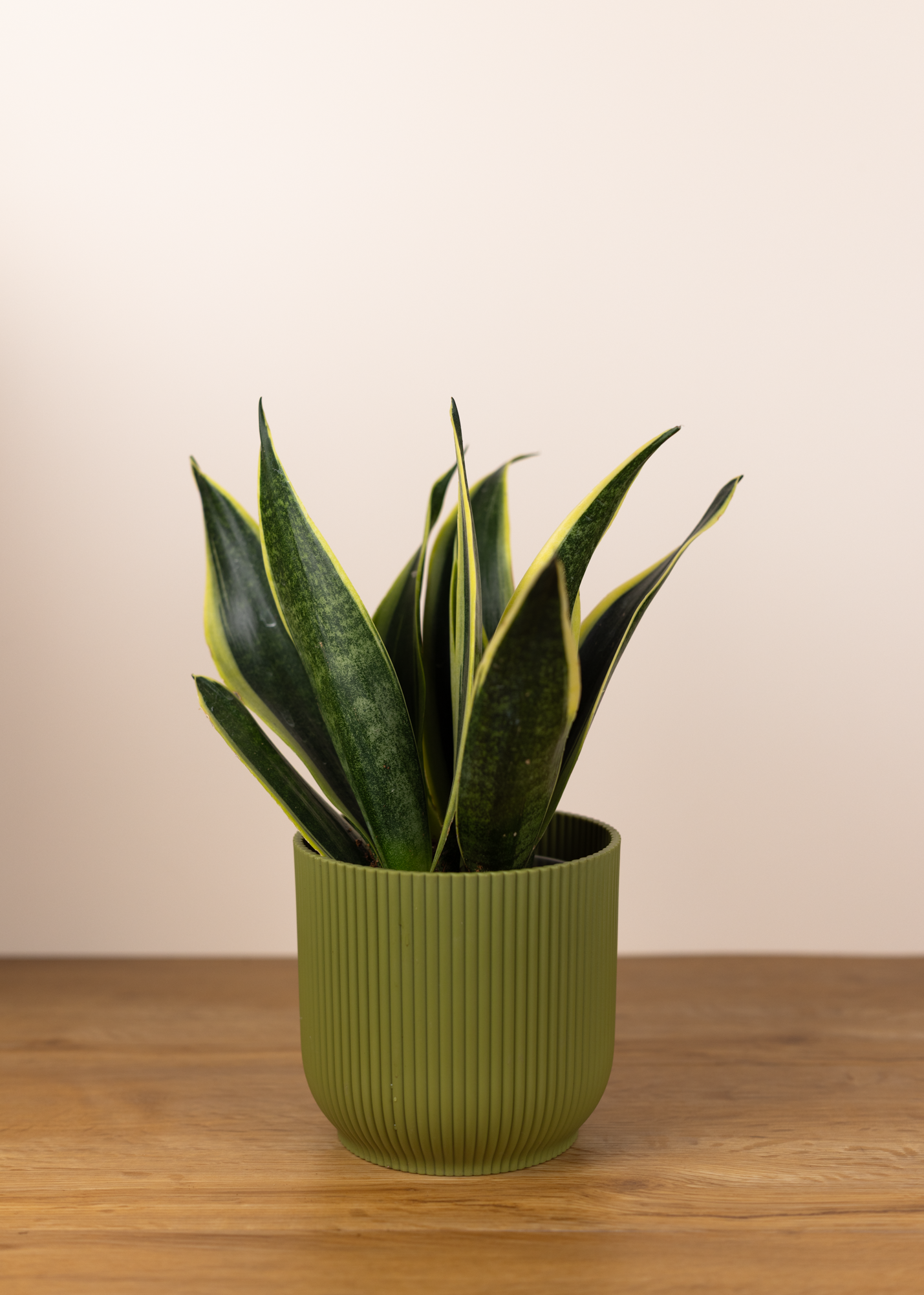 Sansevieria (Dracaena)  trifasciata black superba 