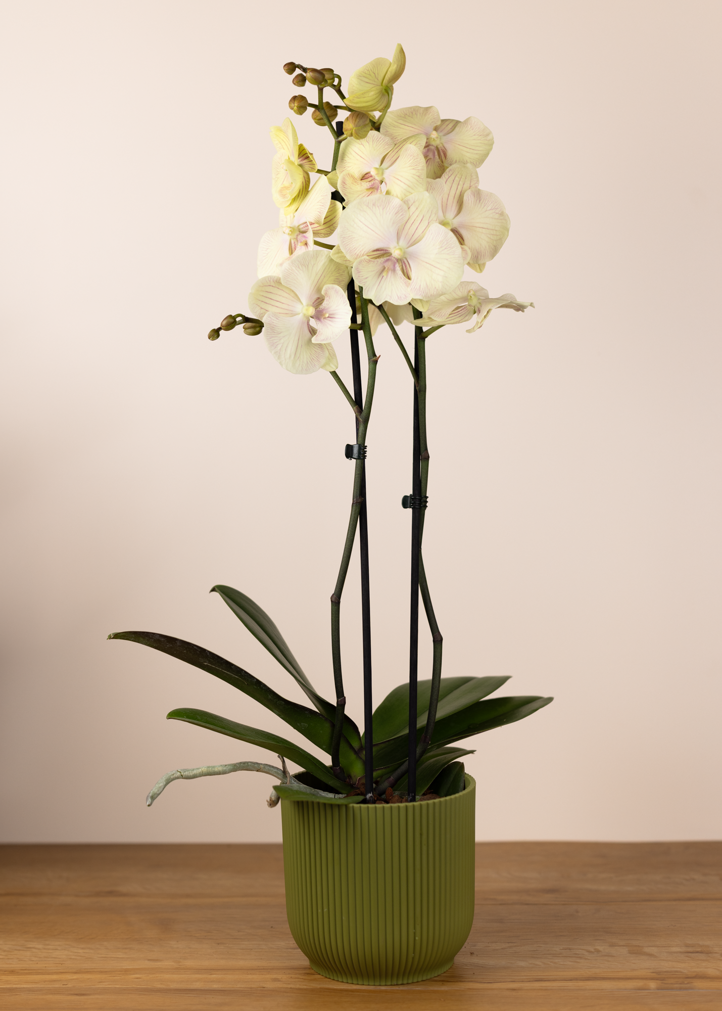 Phalaenopsis big lip