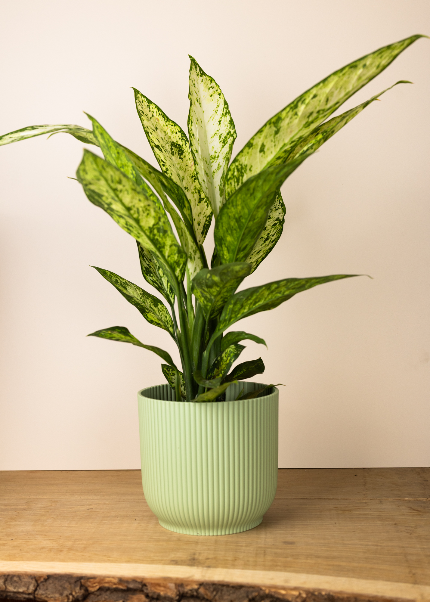 Dieffenbachia vesuvius L