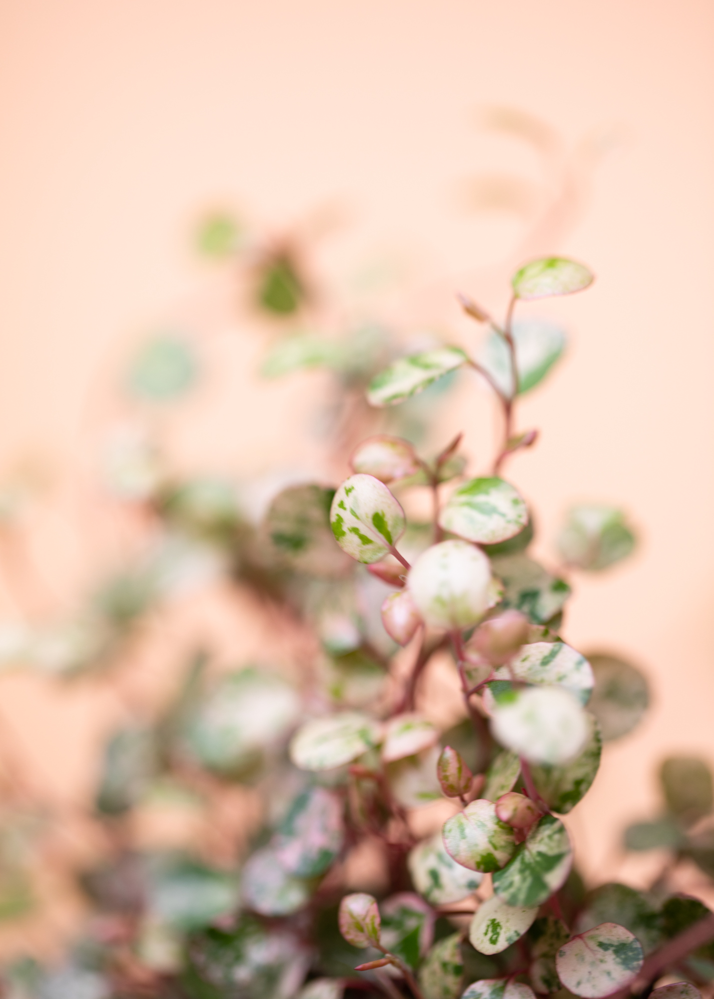 Mühlenbeckia Complexa Variegata