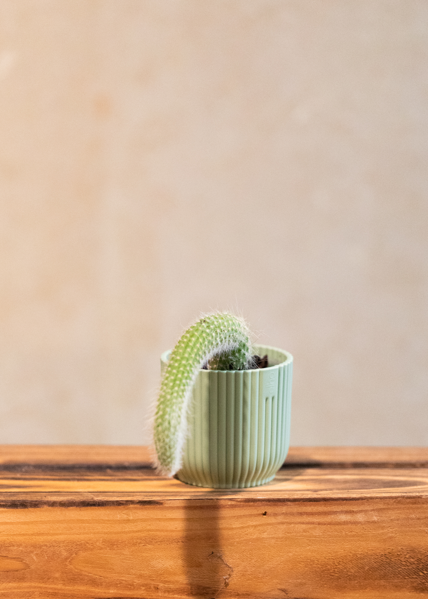 Cleistocactus colademononis
