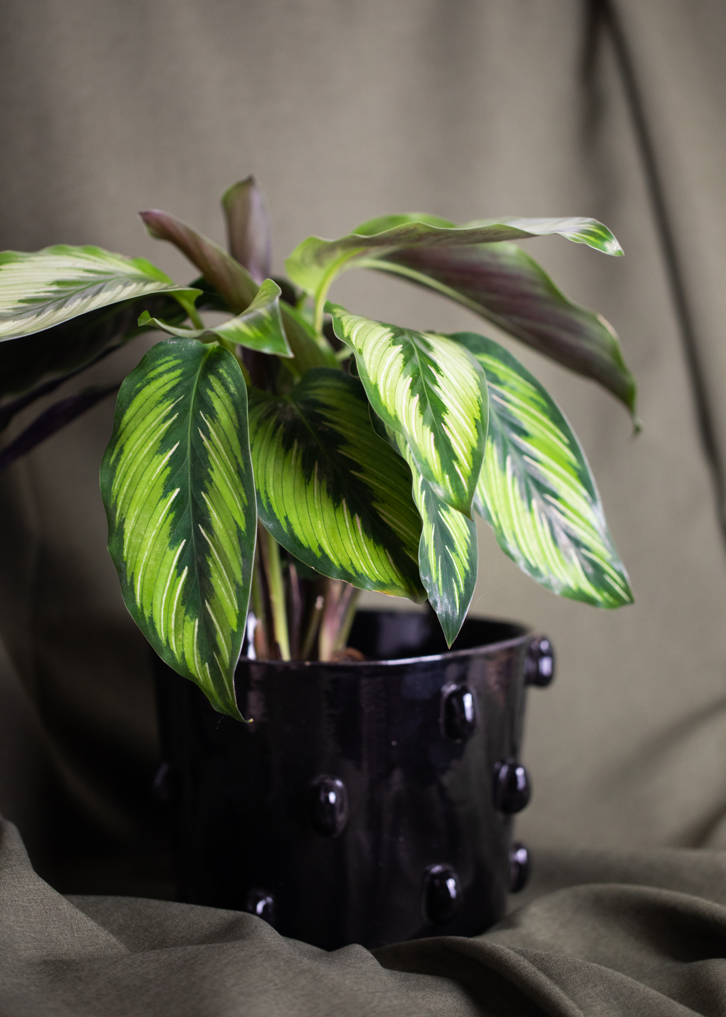 Goeppertia Ornata 'Beauty Star' Goeppertia Ornata 'Beauty Star'