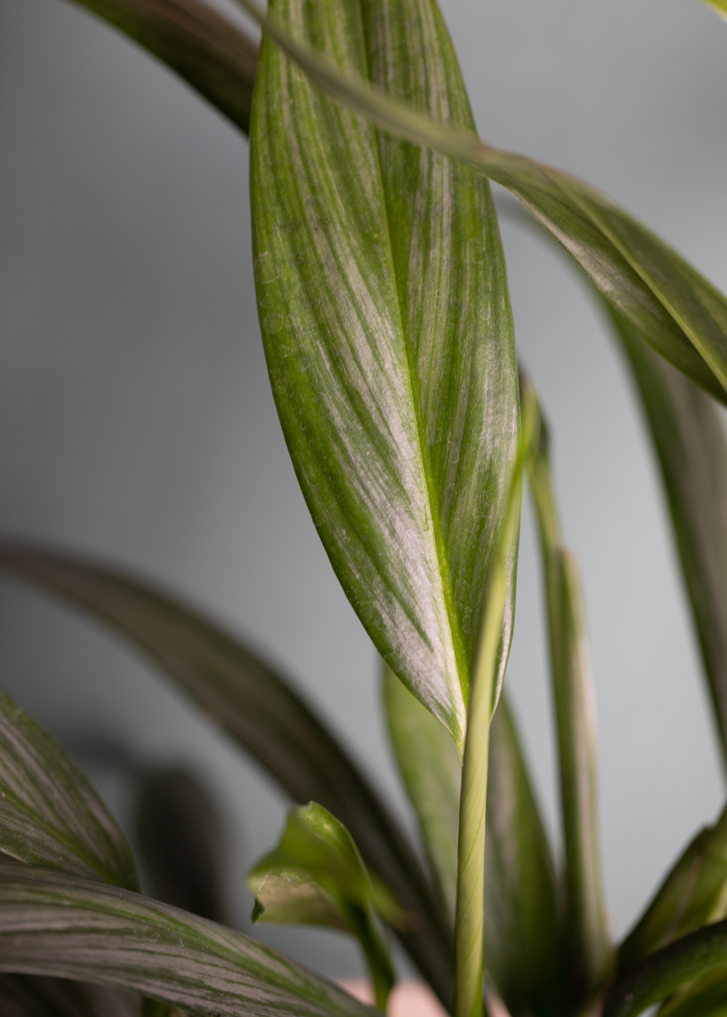 Epipremnum Amplissimum Epipremnum Amplissimum