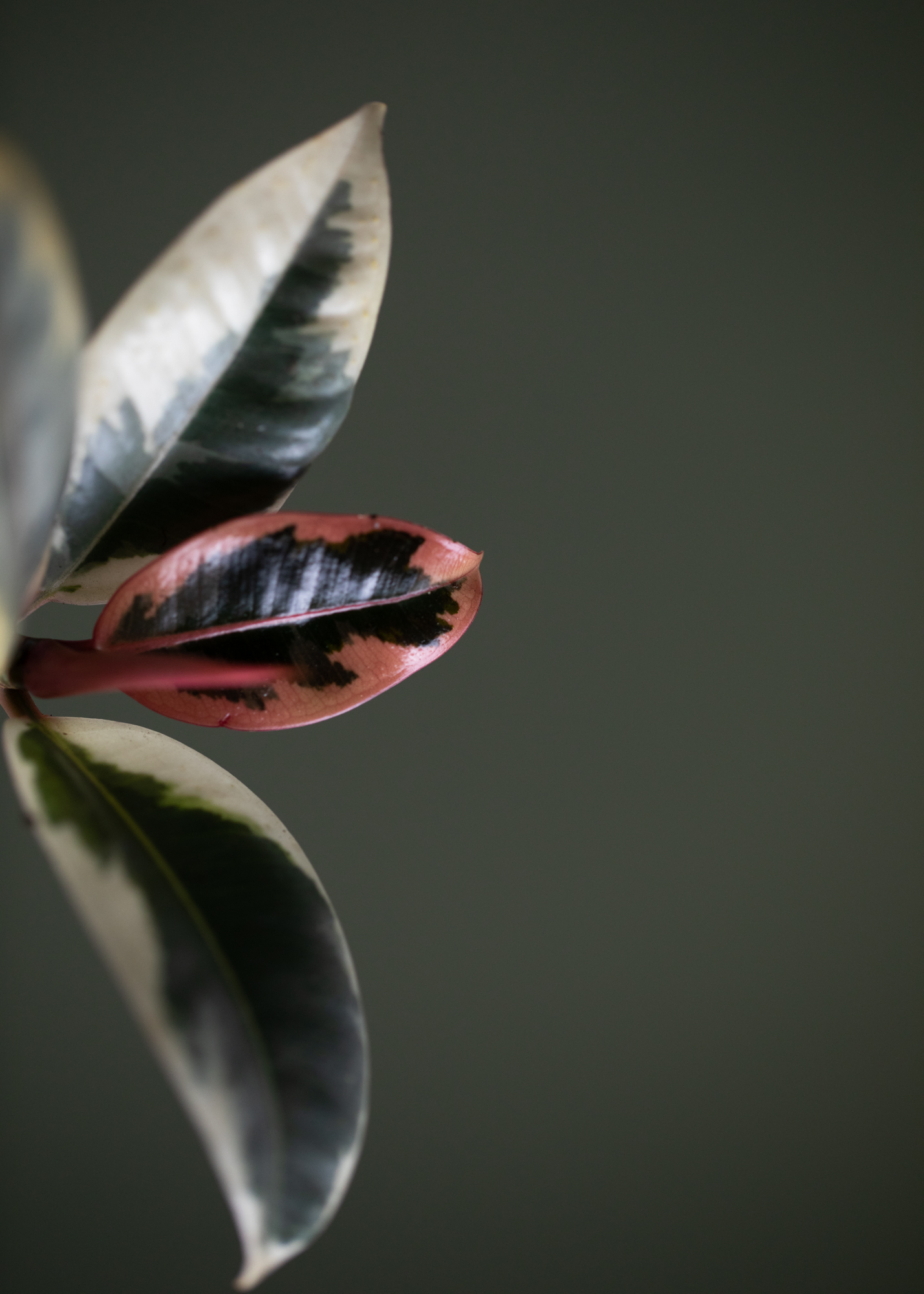 Ficus Elastica Tinke