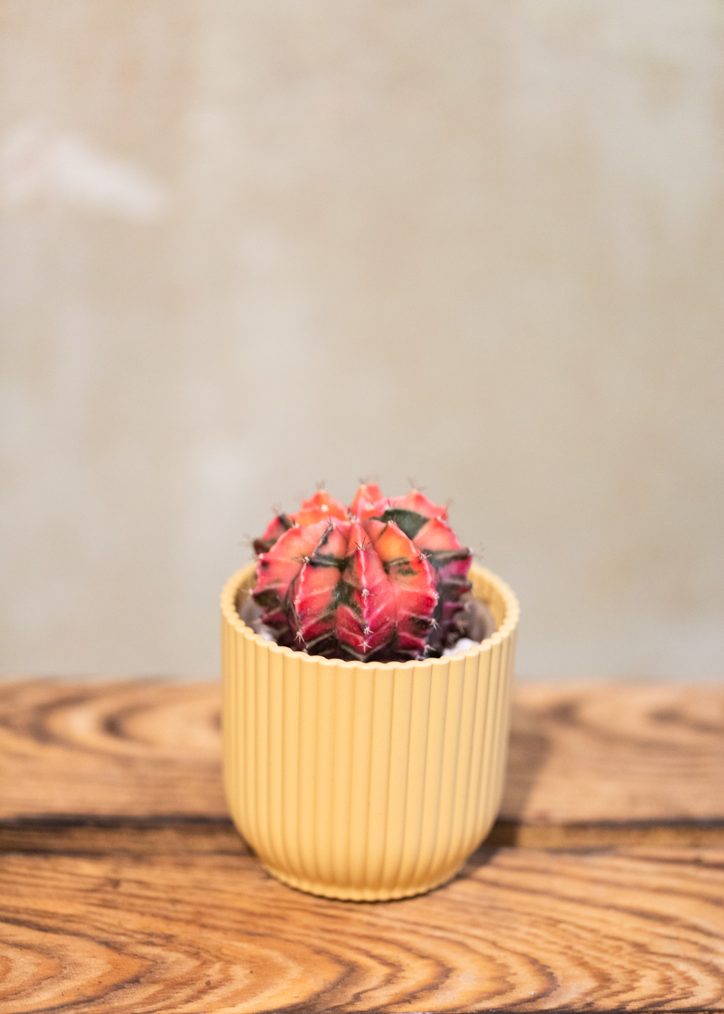 Gymnocalycium Mihanovichii Variegata 11