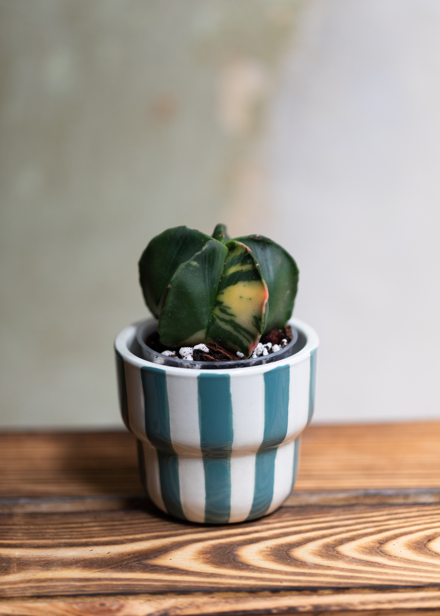 Astrophytum Myriostigma Variegata 1
