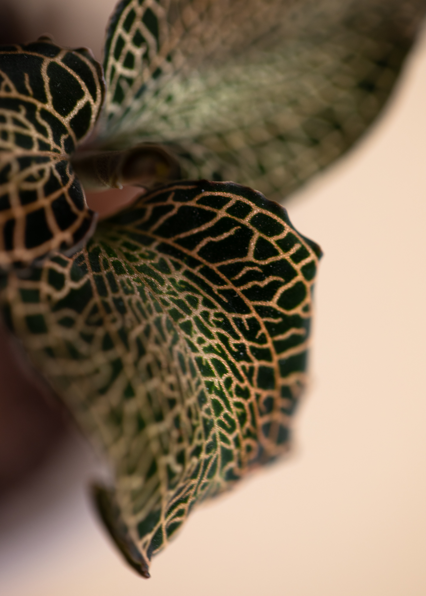 Anoectochilus Roxburghii