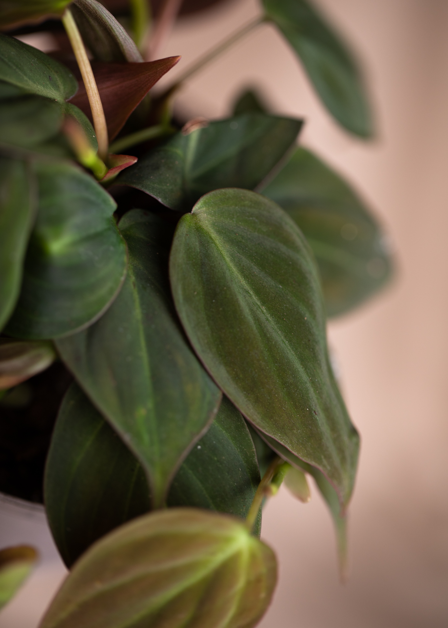 Philodendron Hederaceum var Hederaceum Micans